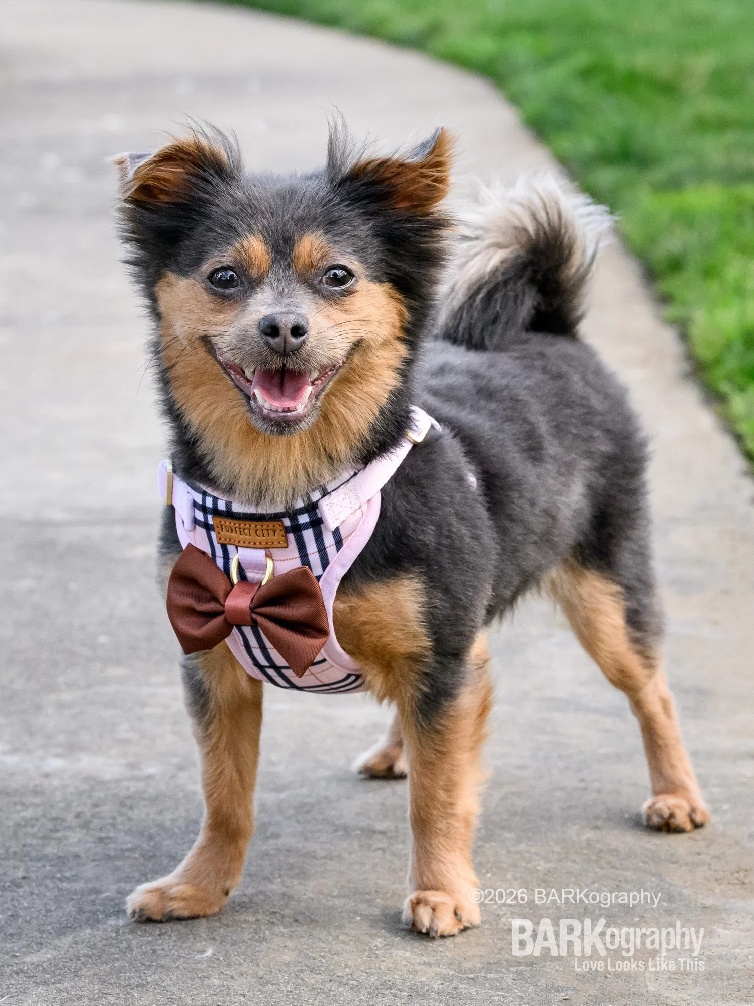happy terrier at commercial photo shoot for harness