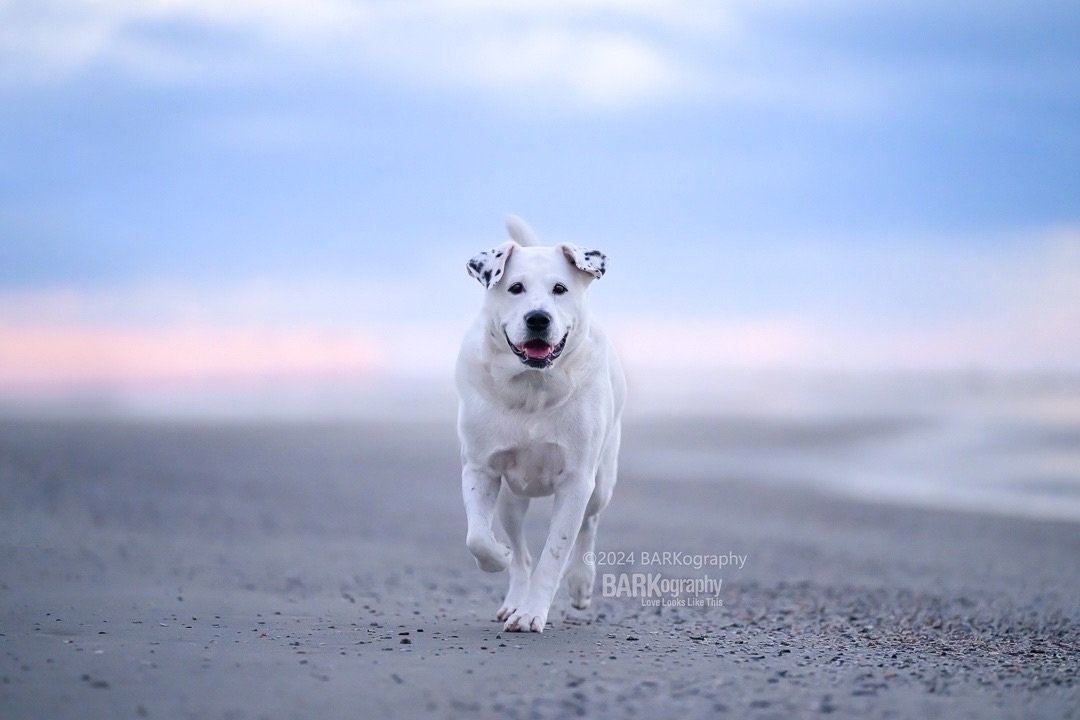 Woohoo I bought the tickets. I&rsquo;m headed to Philly in July.
✈️🎶🐶📸

I&rsquo;m so psyched to see Lionel Richie!!
⠀⠀⠀⠀⠀⠀⠀⠀⠀
#barkography #photographersdog #jeffthedog #hiltonheadsc