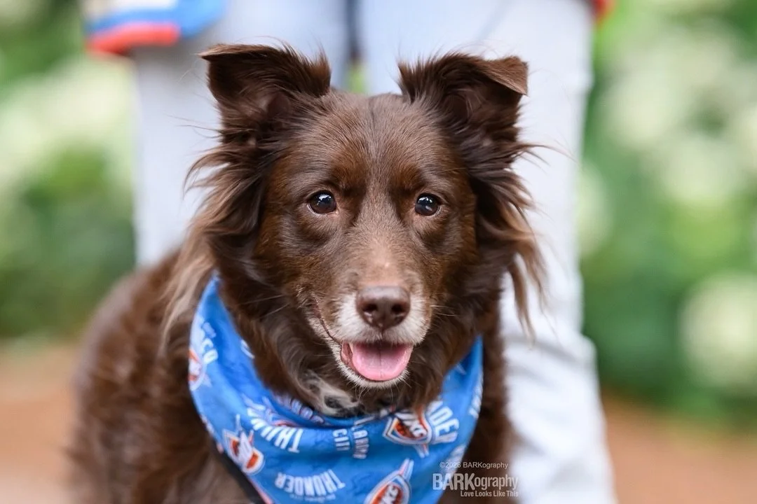 When your mom relocated to Rock Hill SC from Oklahoma, you wear your Oklahoma Thunder gear to the photo shoot.
⠀⠀⠀⠀⠀⠀⠀⠀⠀
This is ChiChi at her photo shoot this past weekend.
⠀⠀⠀⠀⠀⠀⠀⠀⠀
#barkography #scdogs #adopteddogs #glencairngarden