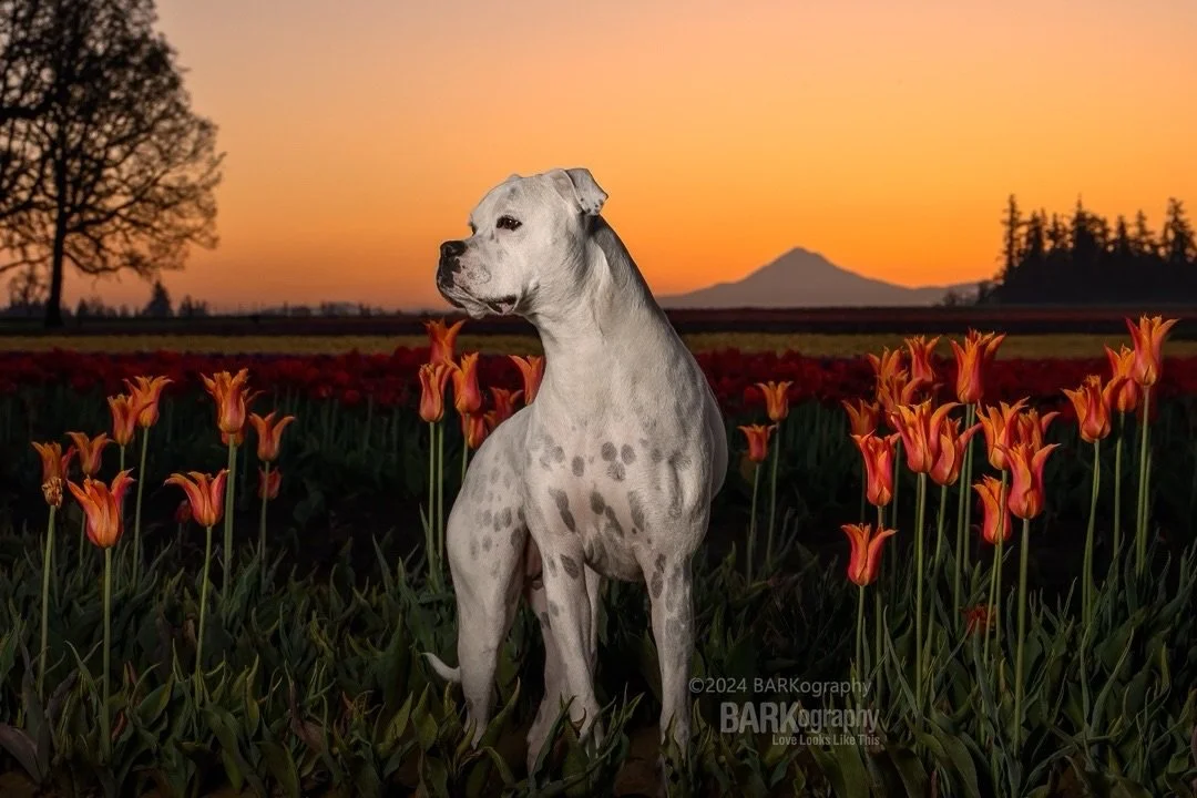 Today begins a long summer of me wishing I was somewhere there isn&rsquo;t humidity. It has arrived and I don&rsquo;t like it.
⠀⠀⠀⠀⠀⠀⠀⠀⠀
I&rsquo;ll dream about being in Oregon photographing Mochi with Mt Hood in the distance.
⠀⠀⠀⠀⠀⠀⠀⠀⠀
#barkography #