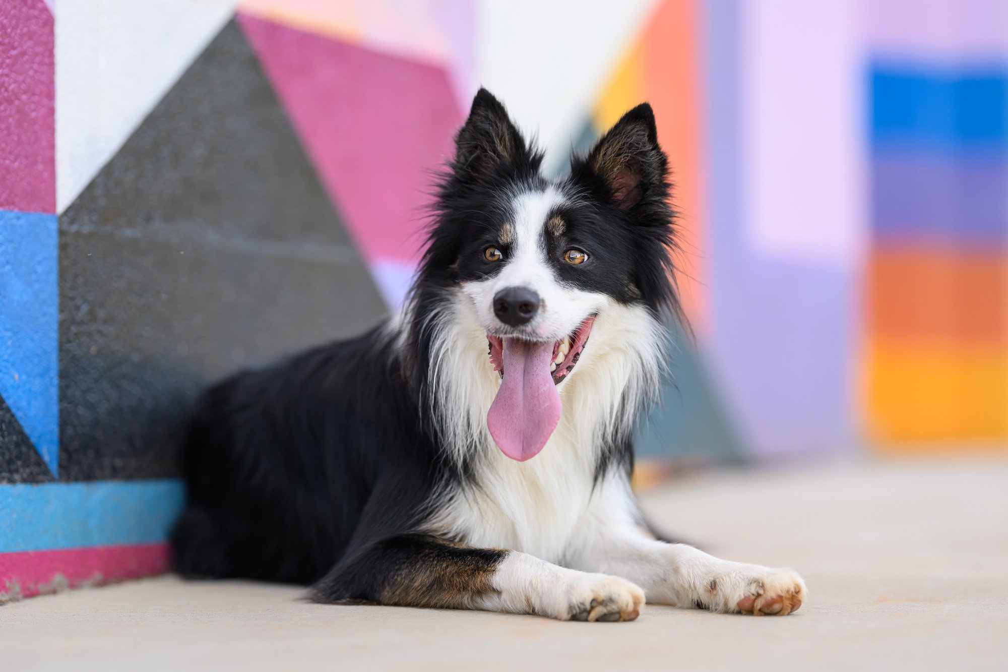 border collie with tongue out on a hot summer day