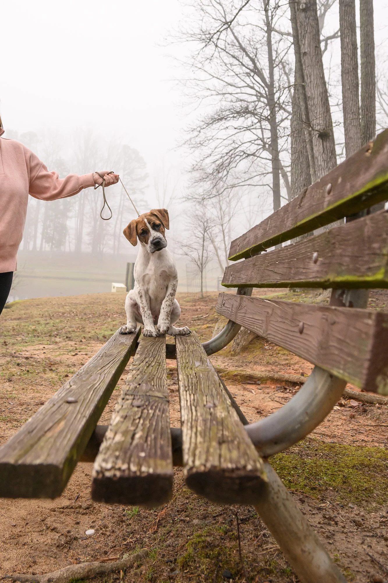 Pet Photography Challenge Using Leading Lines BARKography