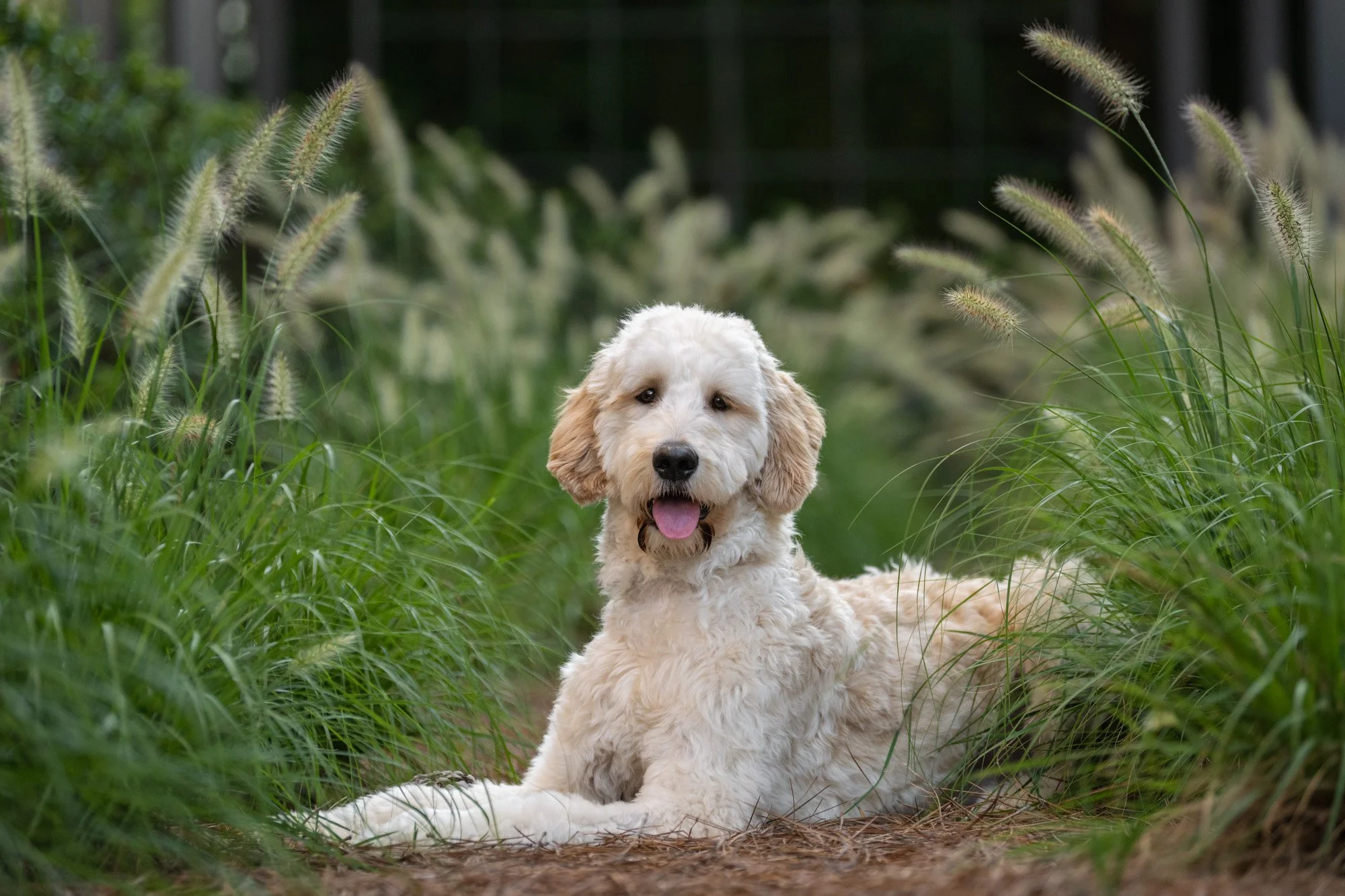 goldendoodle laying in tall grass