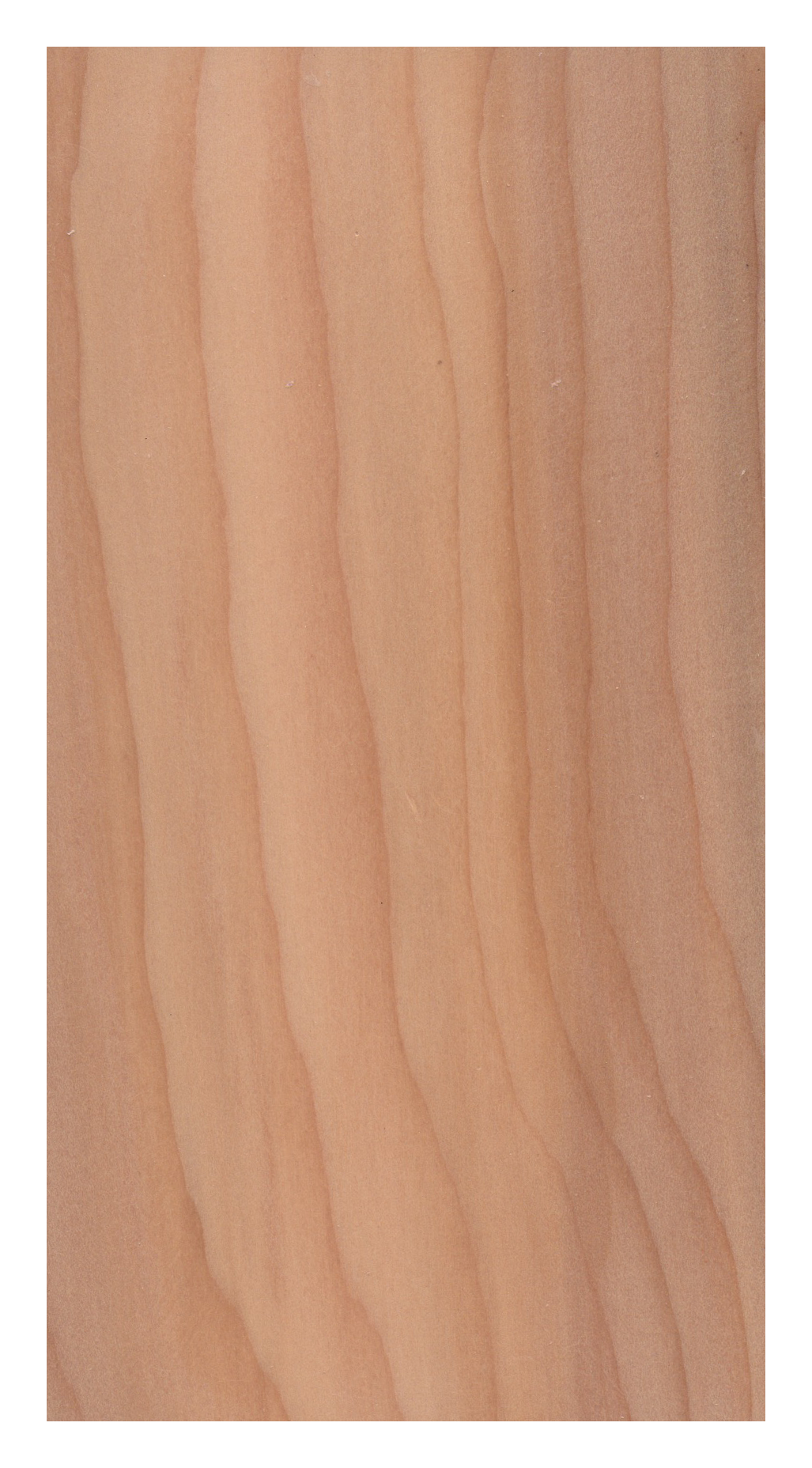 Cedar