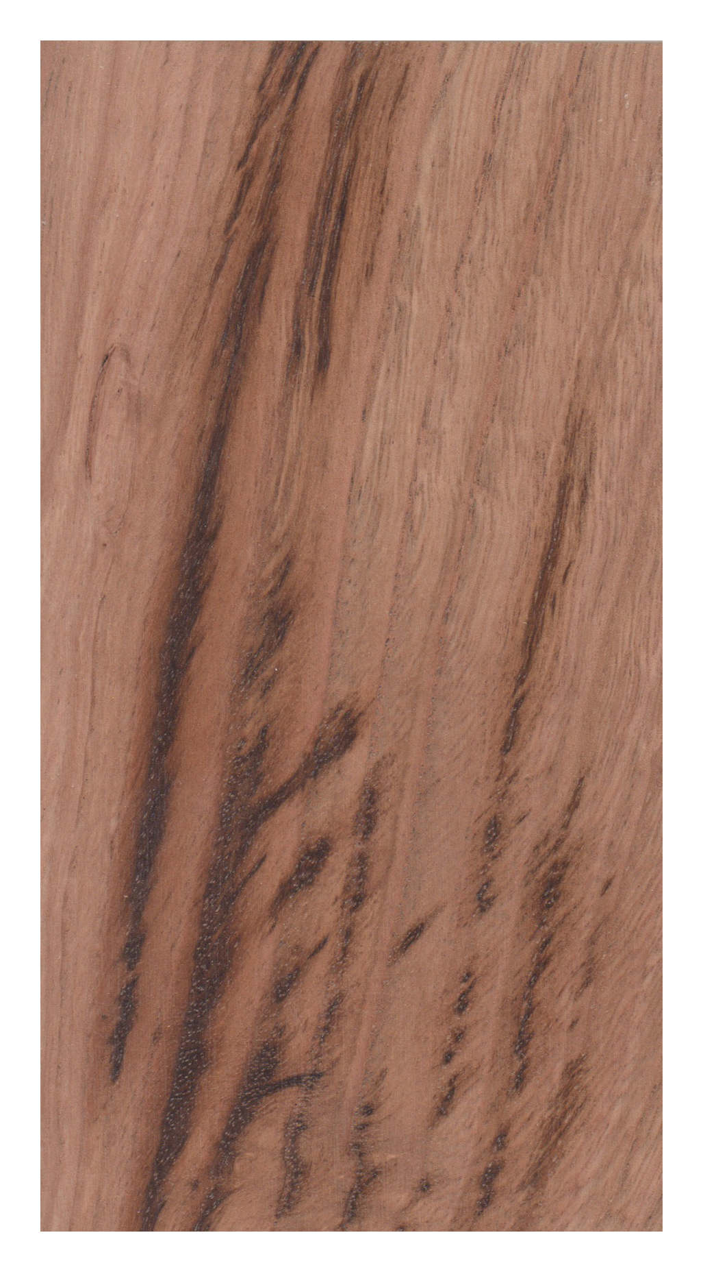 Chestnut