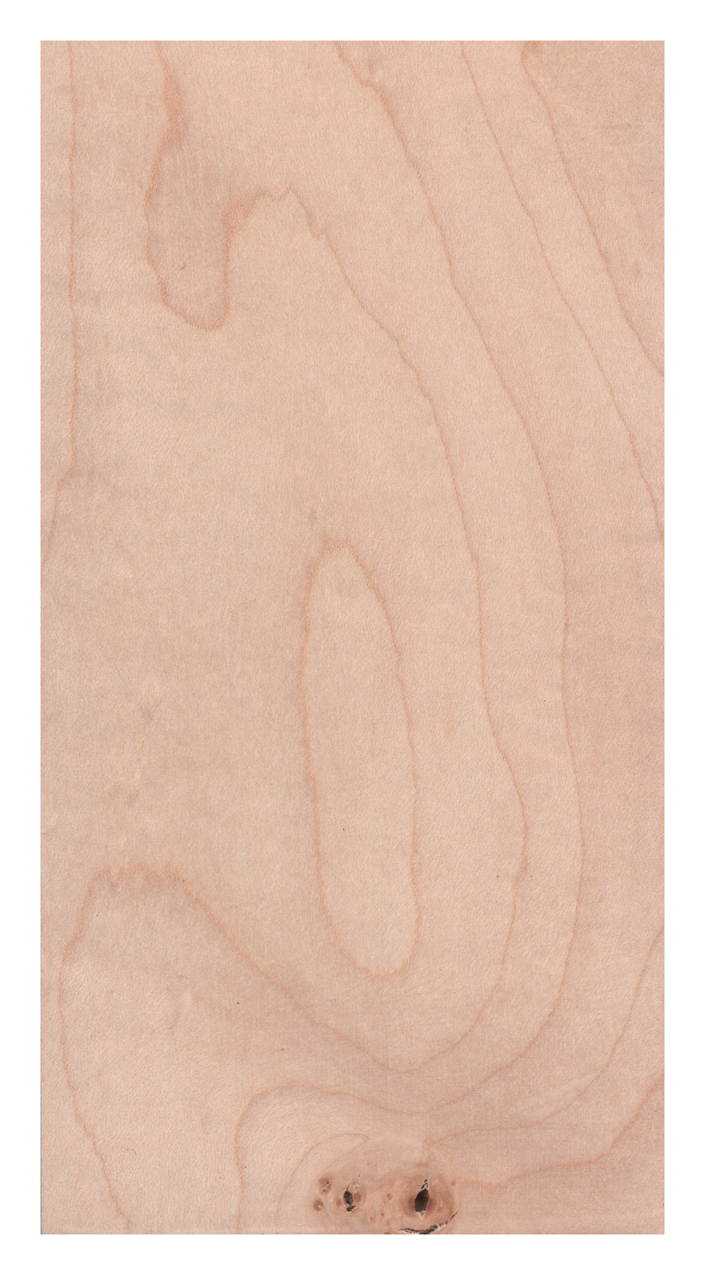 Sycamore