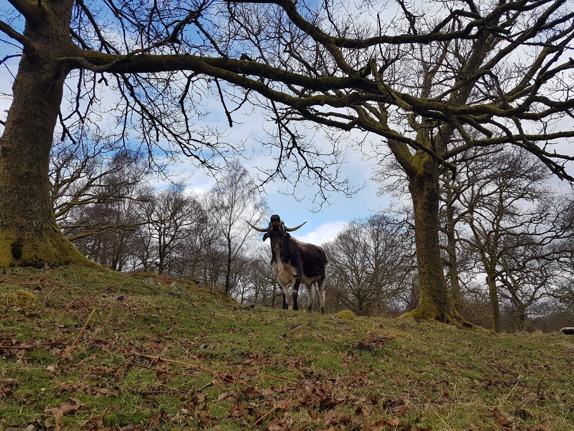 An English longhorn in a habitat it would have evolved in. Photo from The Horned Beef Company.