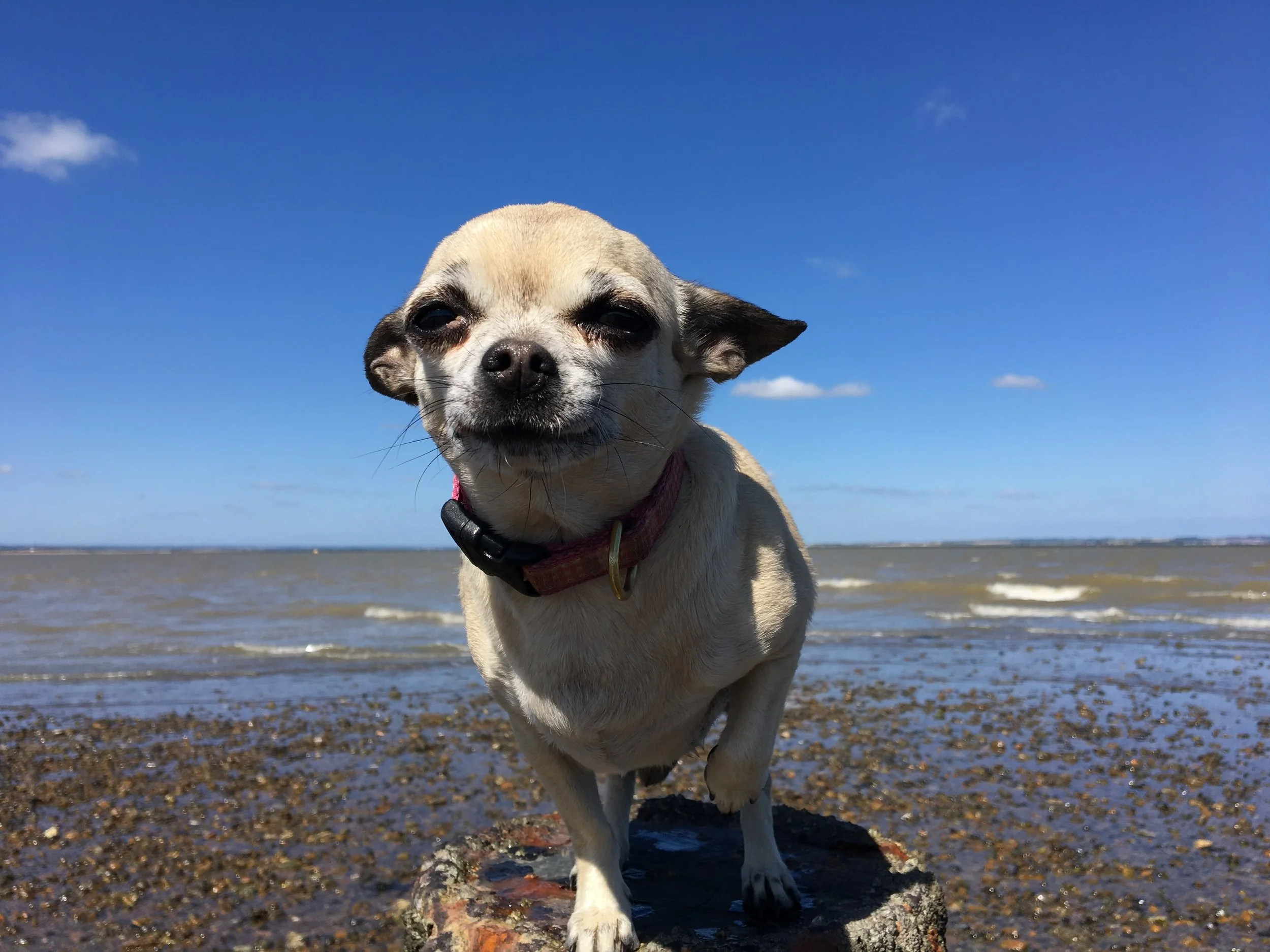 Dog Friendly Properties — Whitstable Holiday Homes