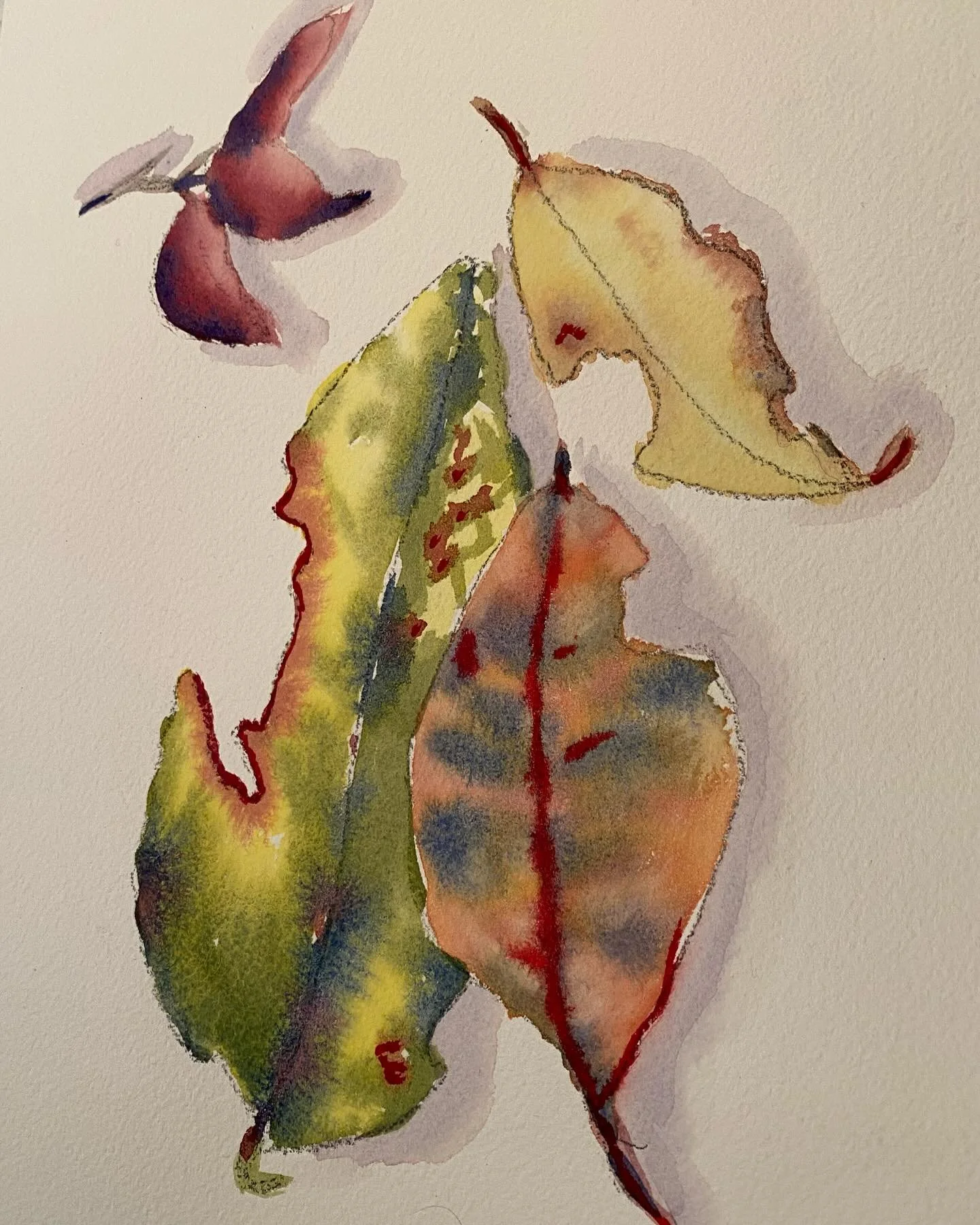 Leaves&hellip;.
.
#learningsomethingnew#watercolourpainting #leaves#botanicalart