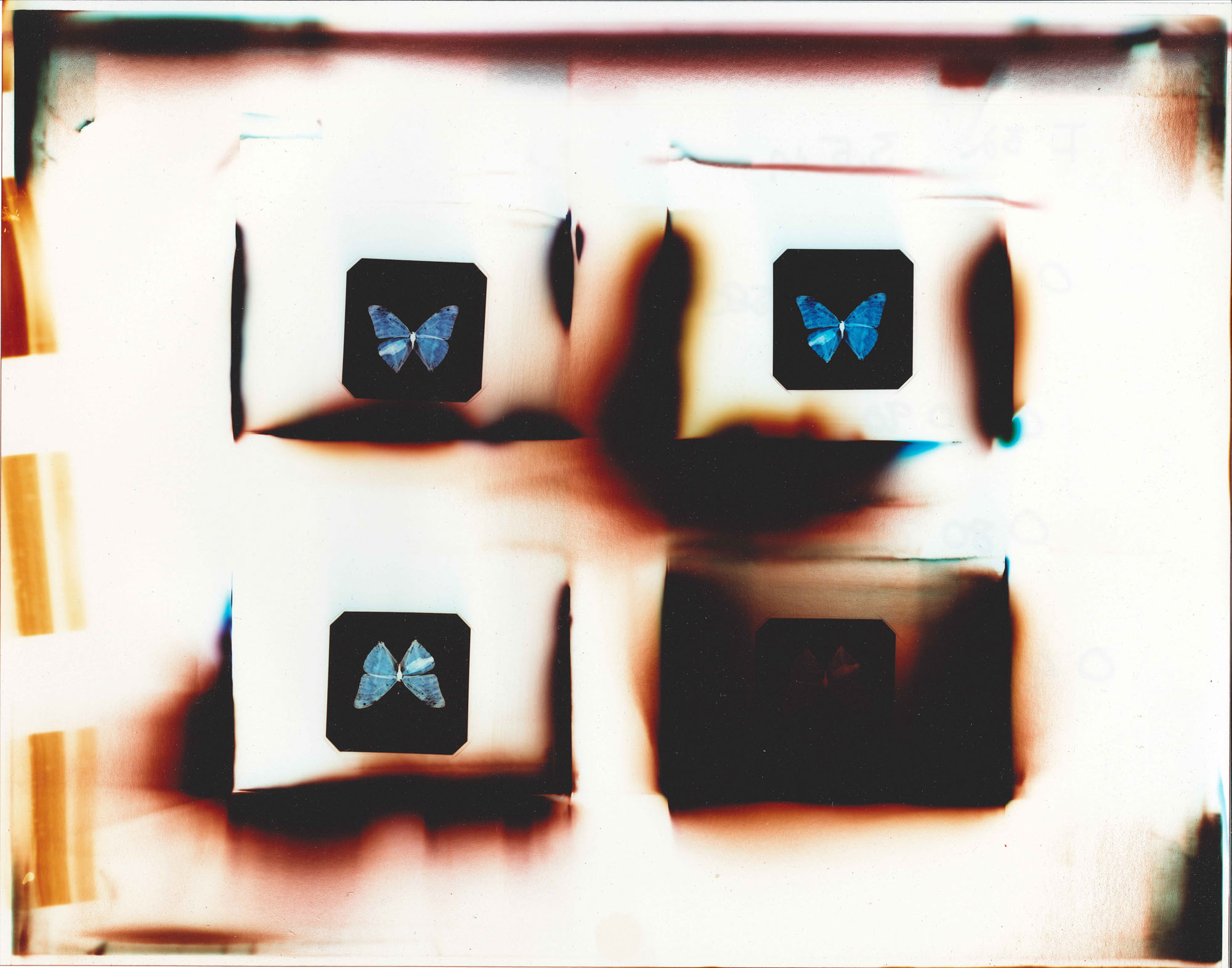 JakeSneath_Untitled(Butterfly)_Test_ChromogenicPhotogram_11%22x14%22_2016.jpg