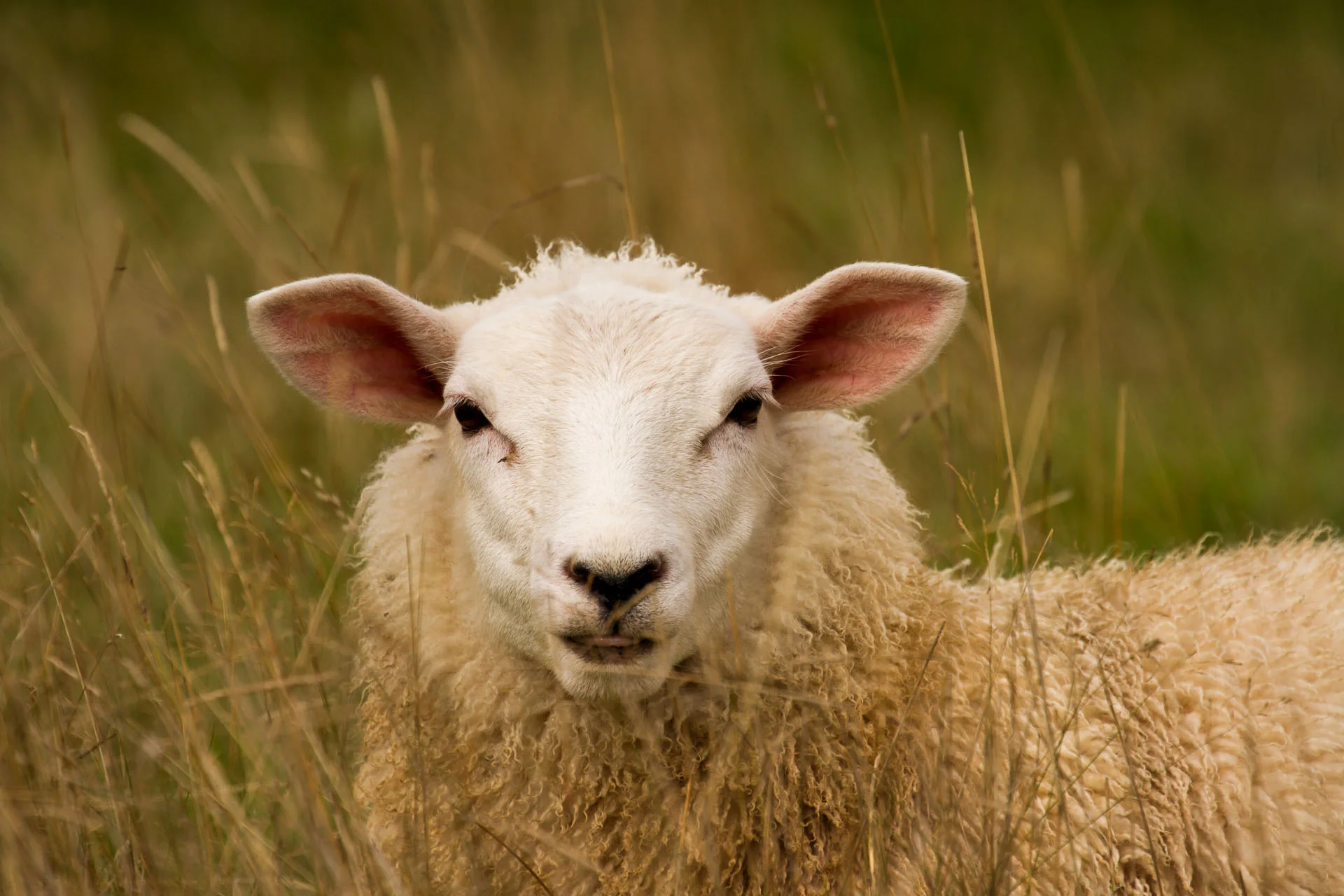 Baaaaaaa