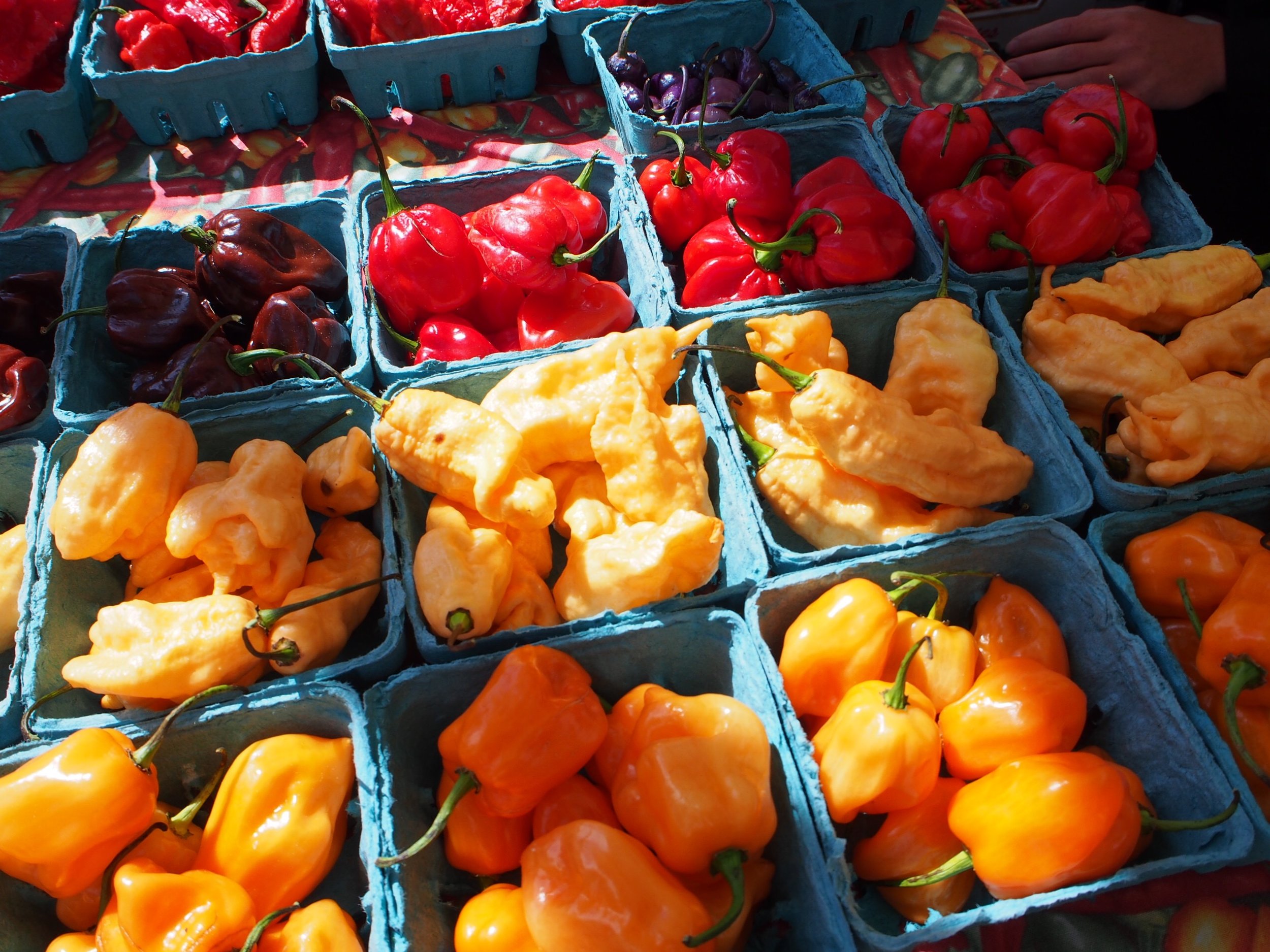 Colorful assortment of peppers