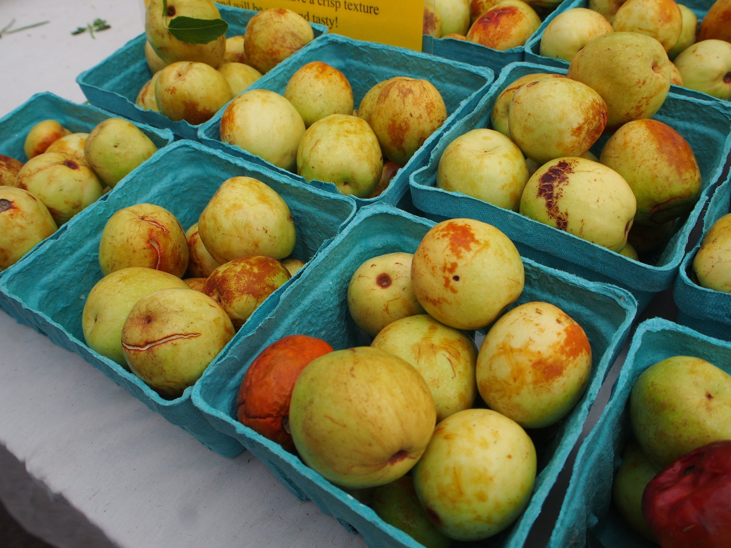 Asian dates or jujube