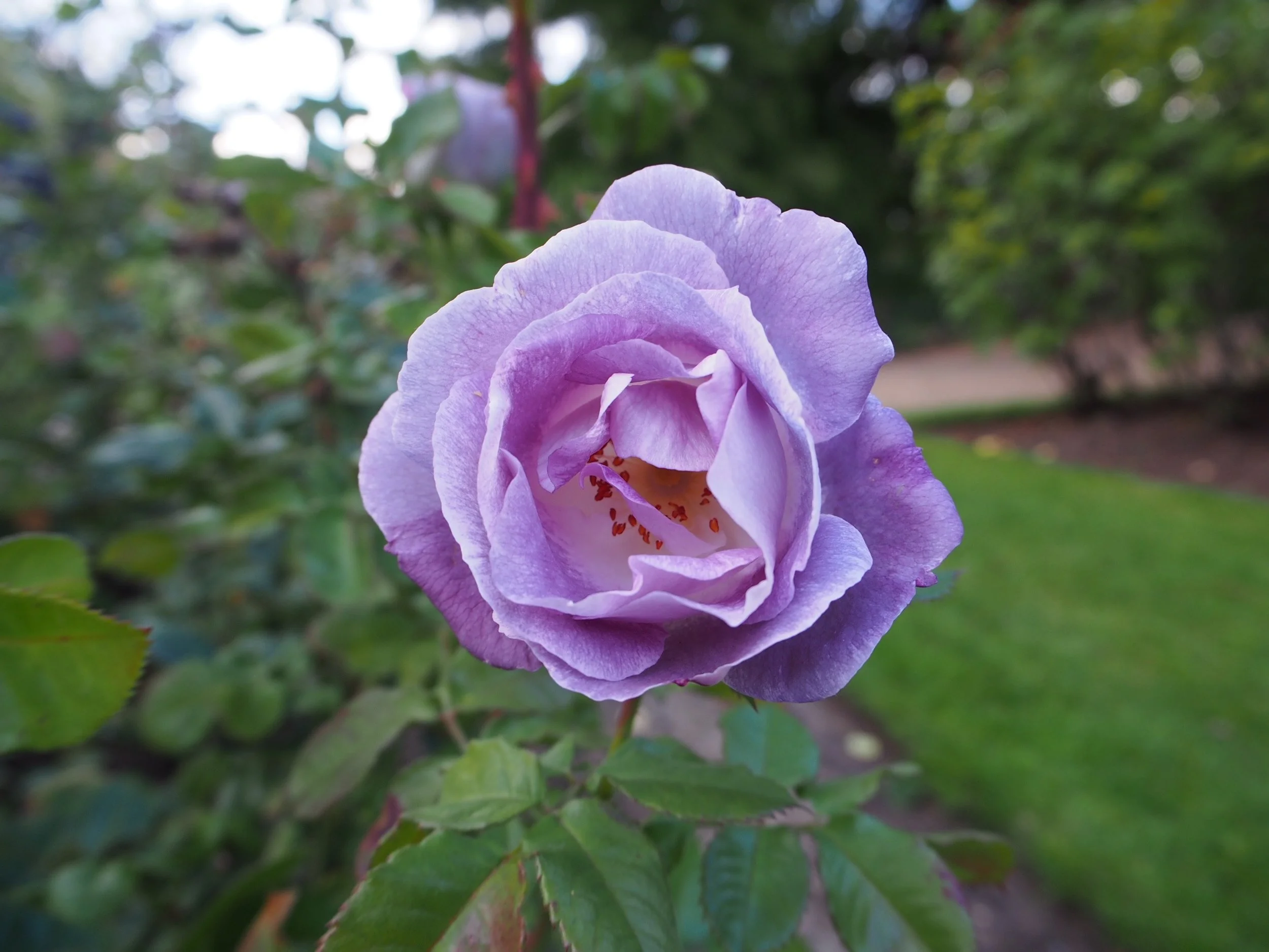 Just one of many varieties of English roses