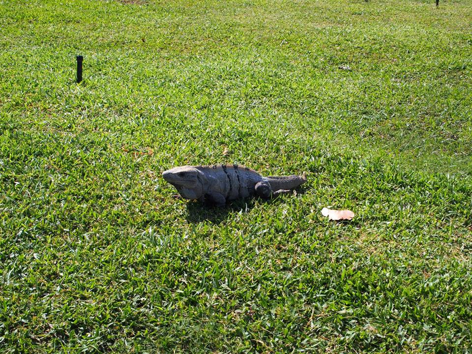 Iguana hanging out at the ruins