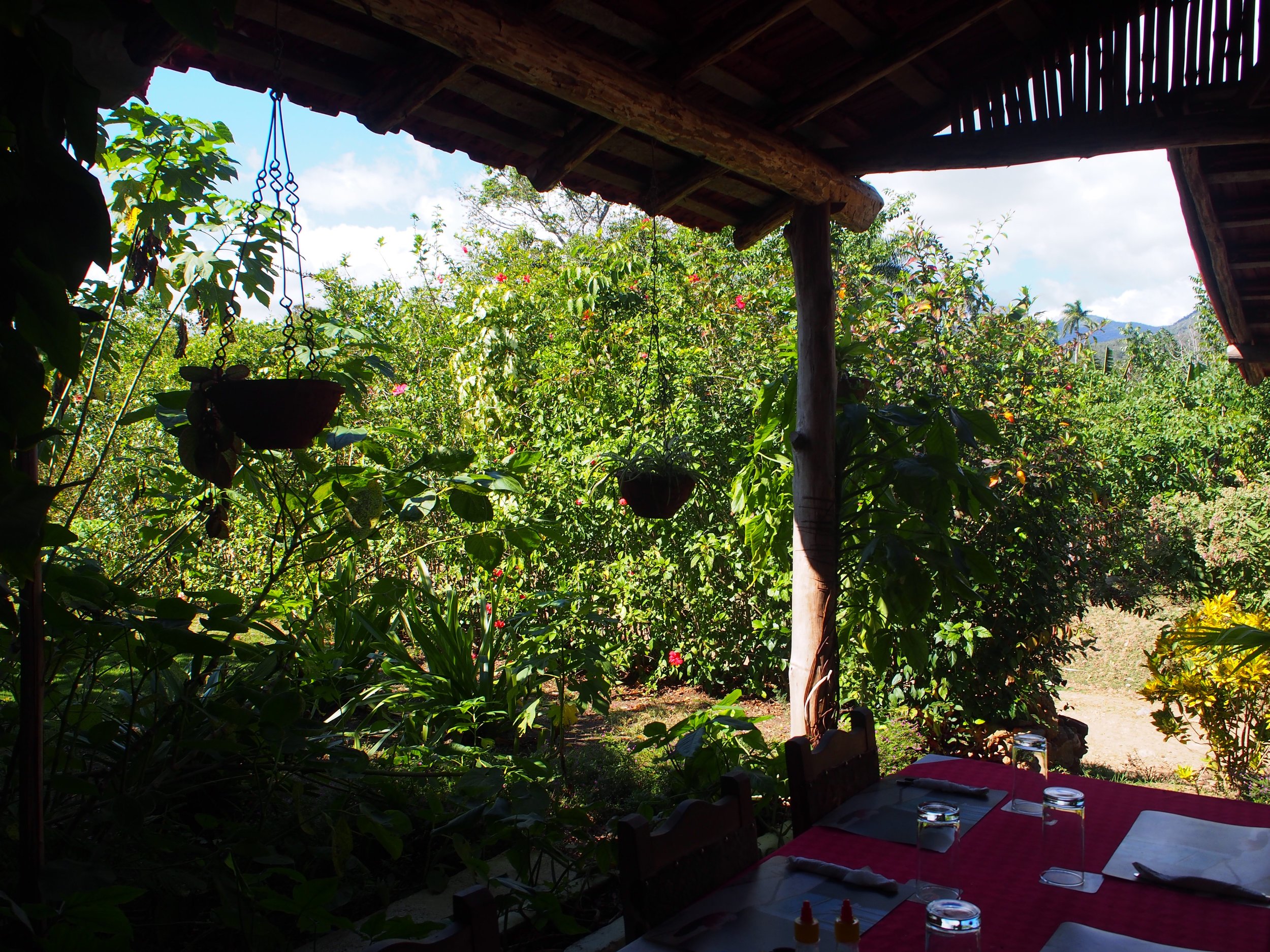 View from a restaurant. It was hard to tell if I was in Cuba or Hawaii.
