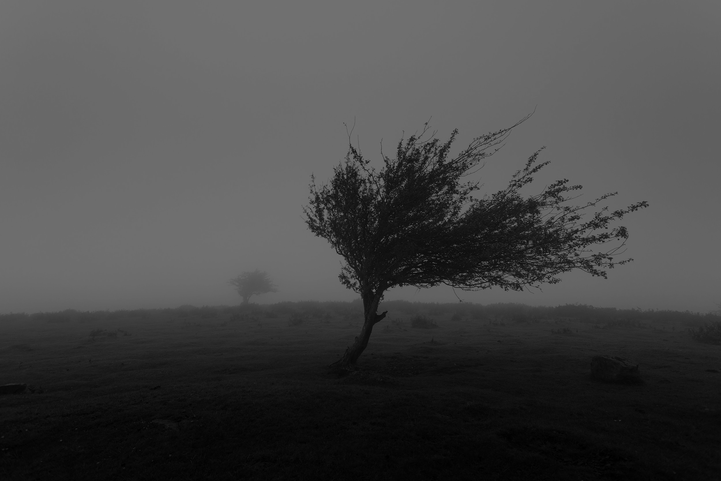 wind1.png