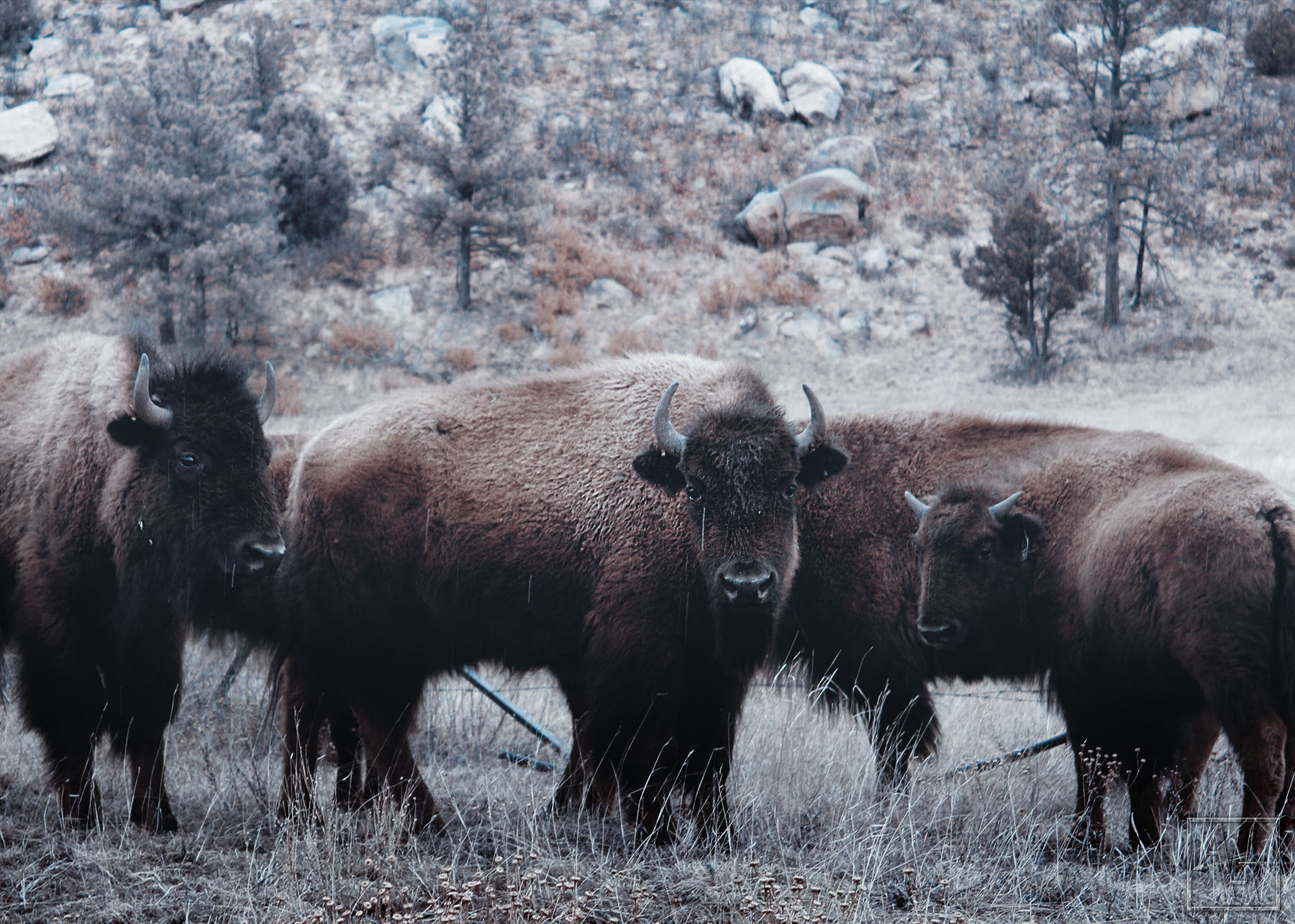 bison family web.jpg