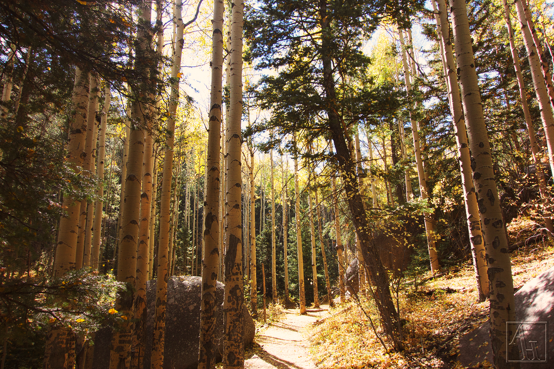 fall forest web.jpg