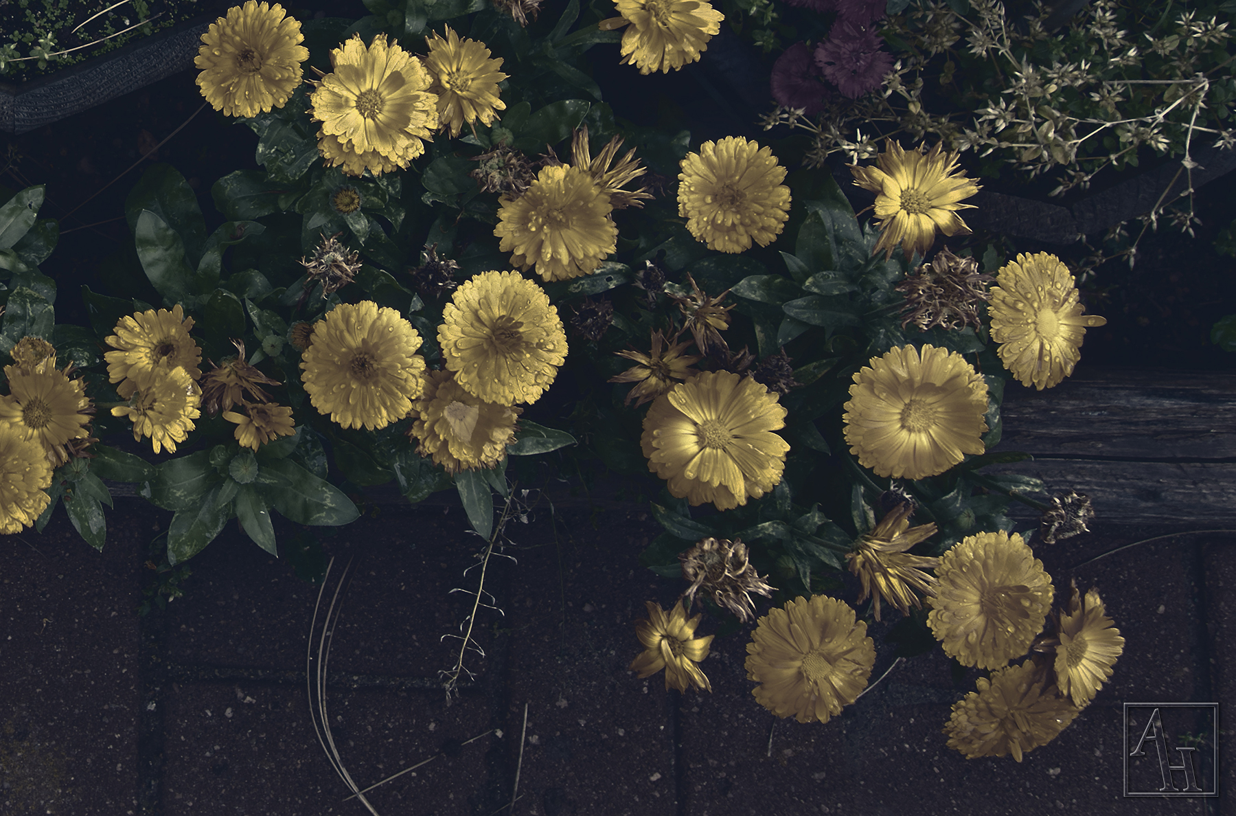 garden flowers copy.jpg