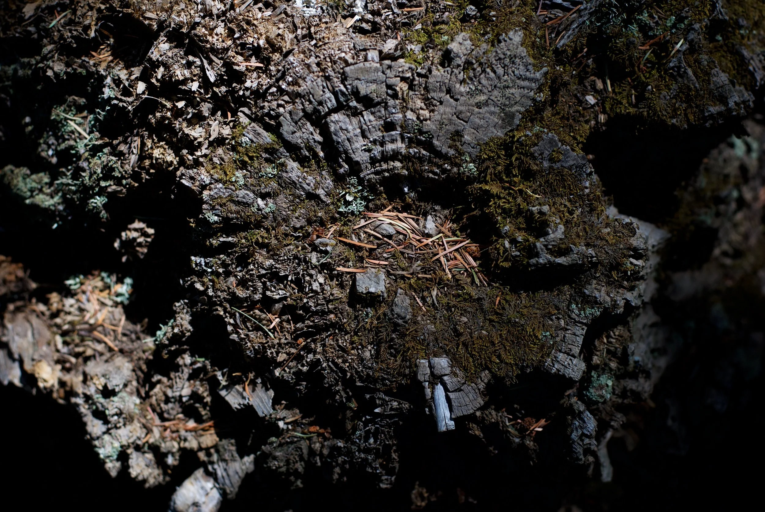 _DSC8573.jpg