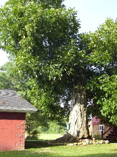 Our historic shag-bark hickory is one of five given by third President of the United States, Thomas Jefferson to friends.