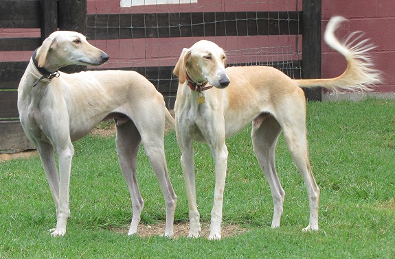 "Sue and John only waited FOUR hours to pick up our dogs when they landed in the United States from Bahrain! The dedication and care they showed to my dogs during our military PCS was above and beyond. We continued boarding our dogs with them throughout our tour in Norfolk. Best of the best!! Highly recommend!! - Hill Family, 2012