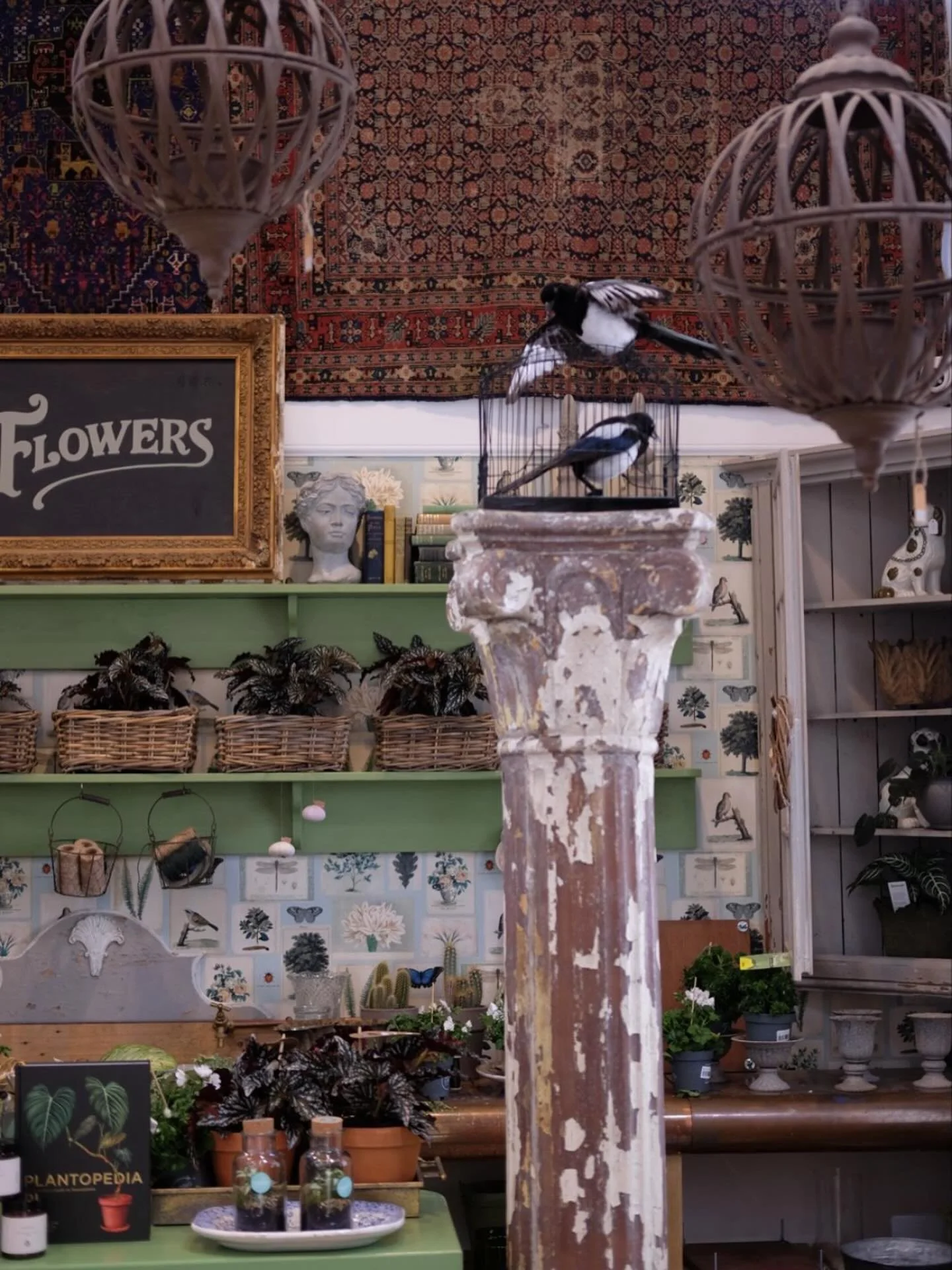 The magpies are watching over us, perched high on their column, keeping an eye on the treasures below. 

From vintage pots to velvet-leaved plants and curious finds, there&rsquo;s plenty to discover in-store at @circabotanica. Come say hello and take