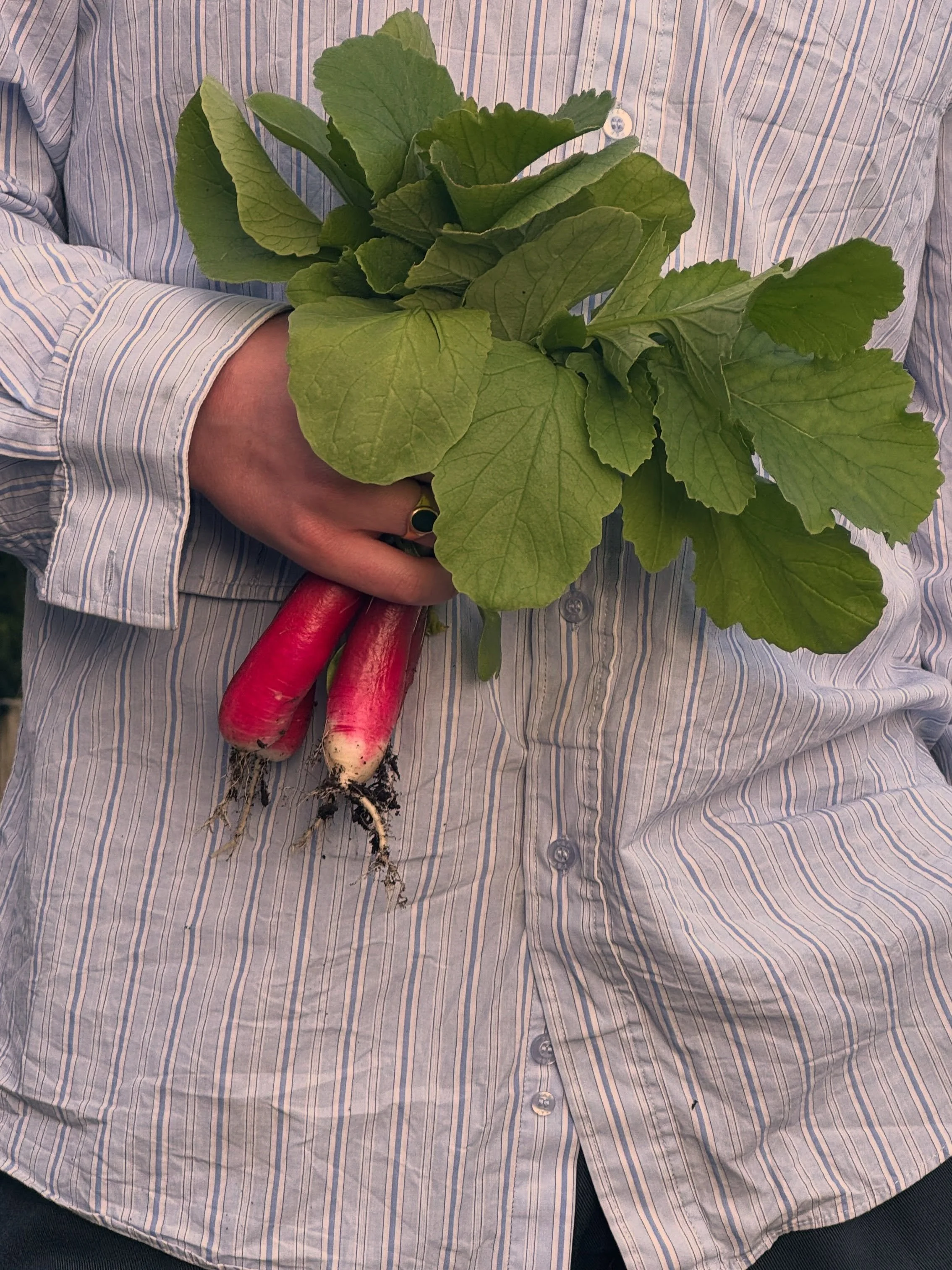 From farm to table 
.
.
The season is bringing the fresh ingredients to our kitchen weekly and everything served is prepared by our talented Kitchen team 

OPEN 
10~4