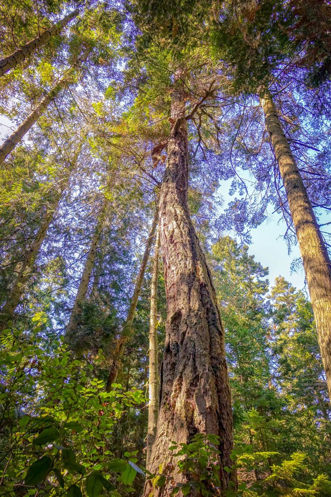 Trees-3.jpg