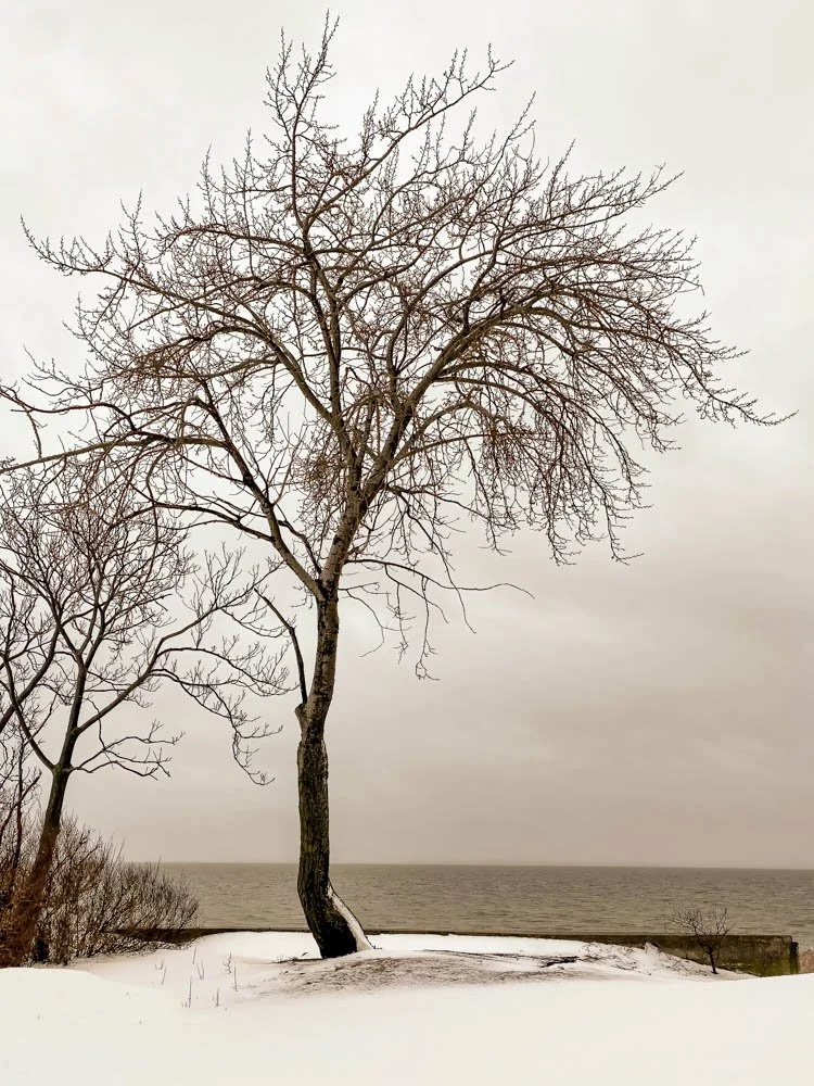 Trees-6.jpg