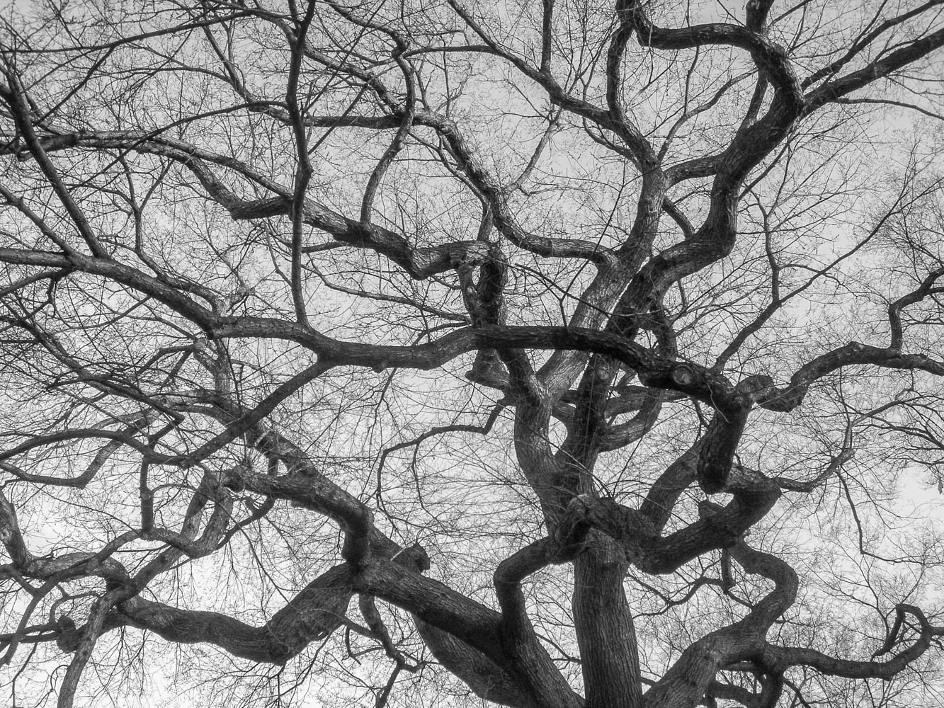 Trees-30.jpg
