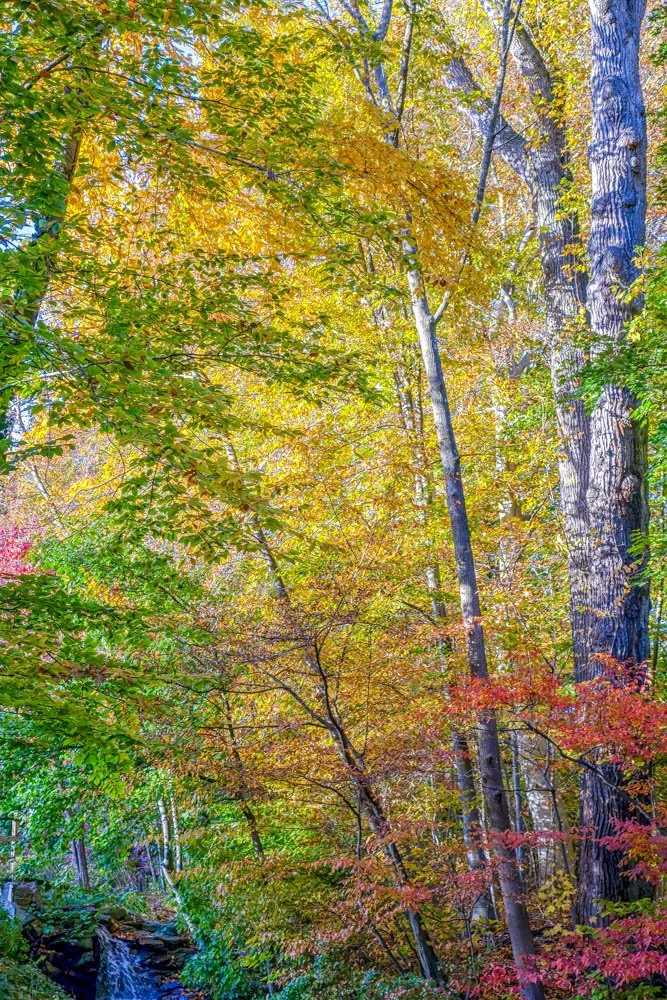 Fall-20.jpg