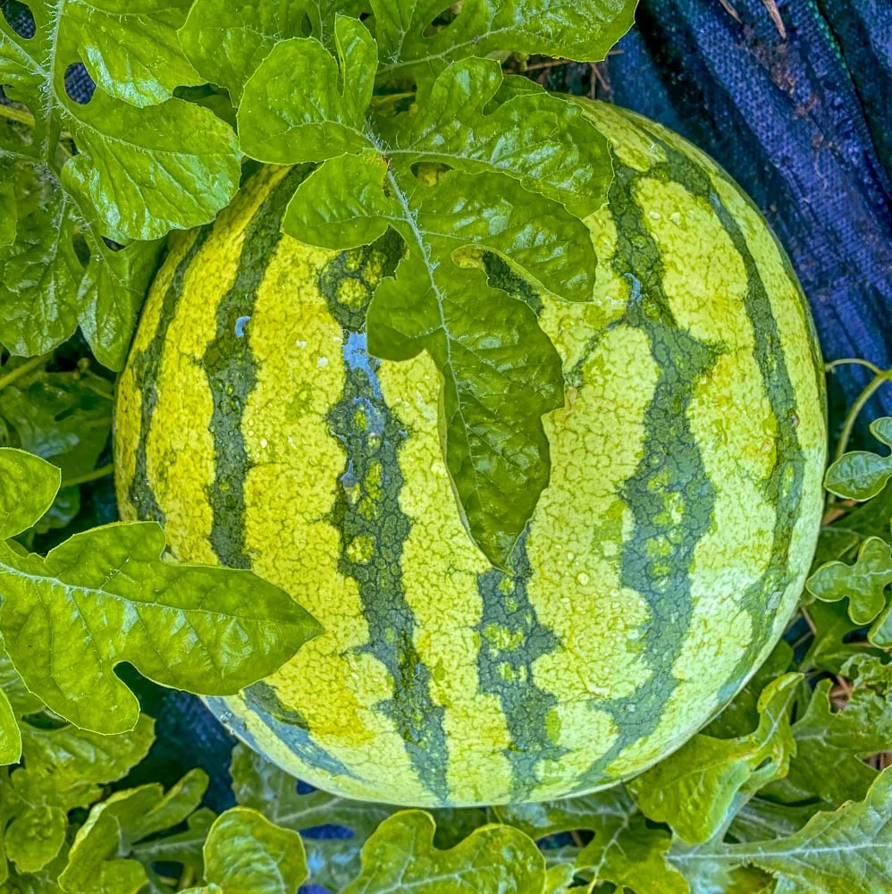 vegweb.jpg