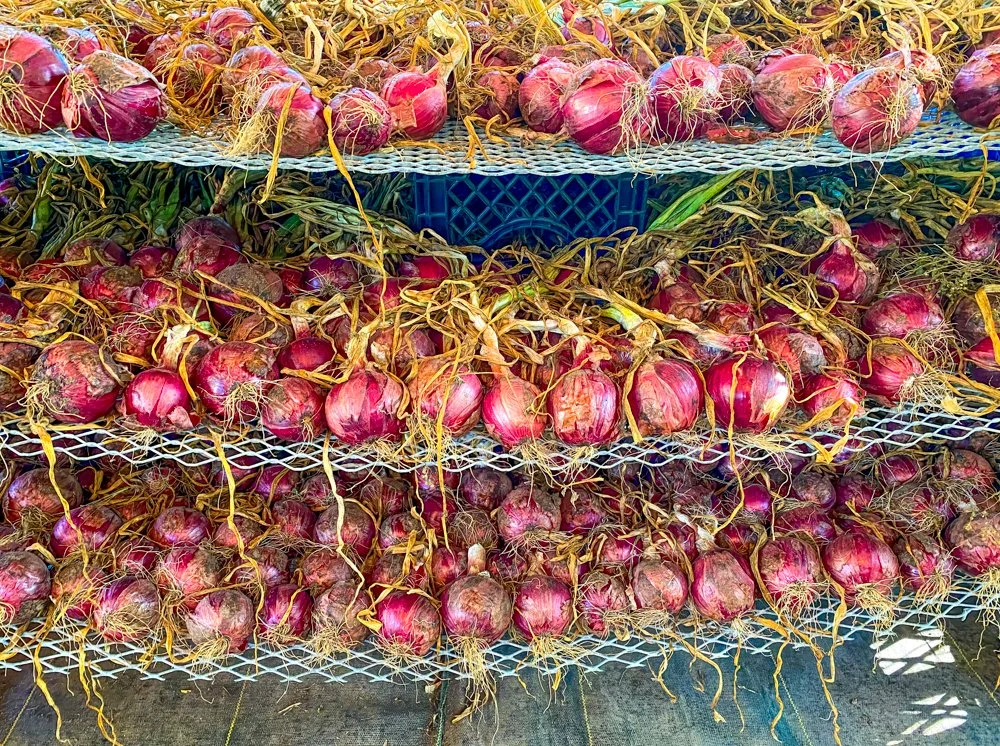 vegweb-email of or web-3.jpg