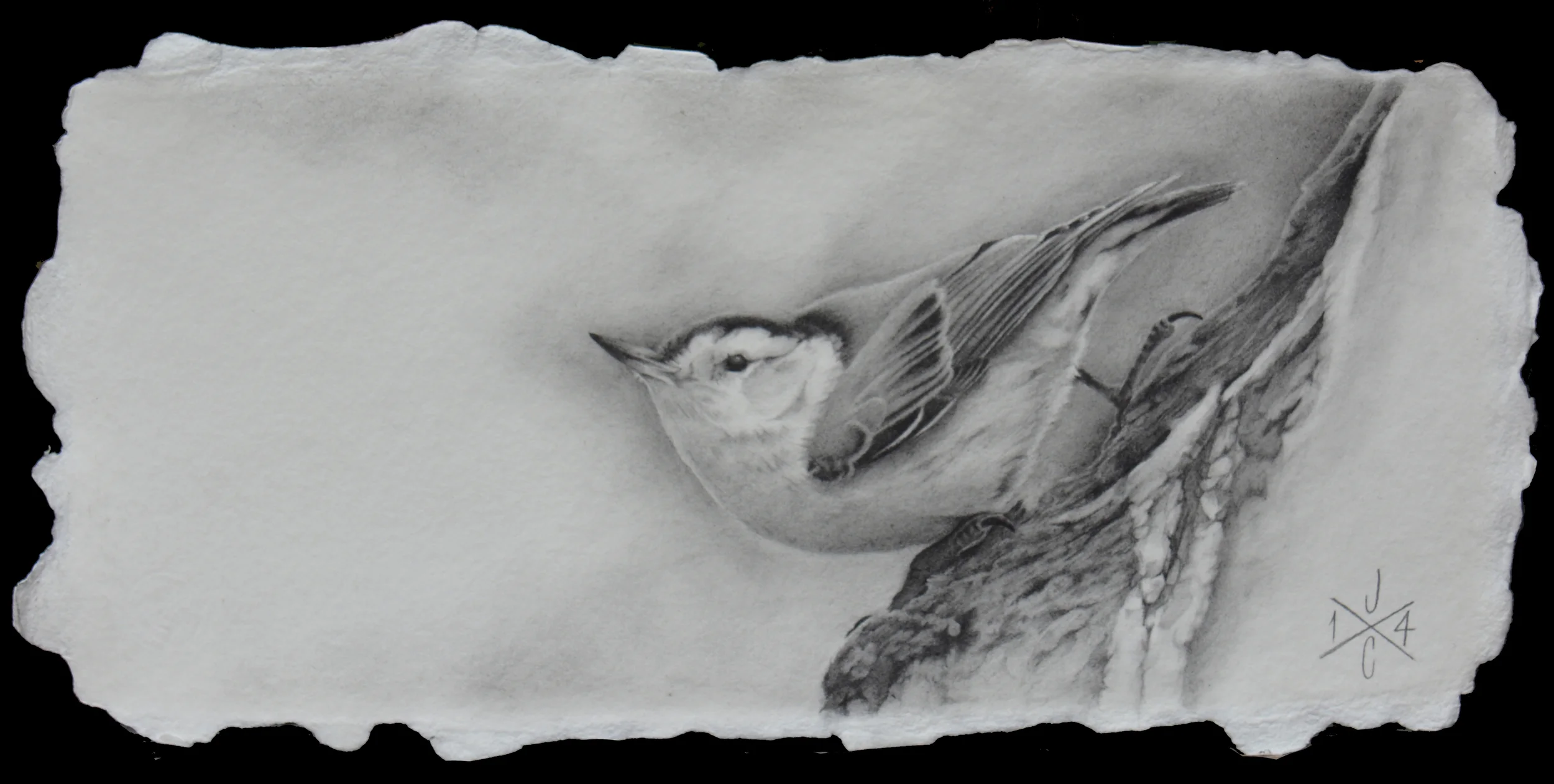 White-Breasted Nuthatch #1