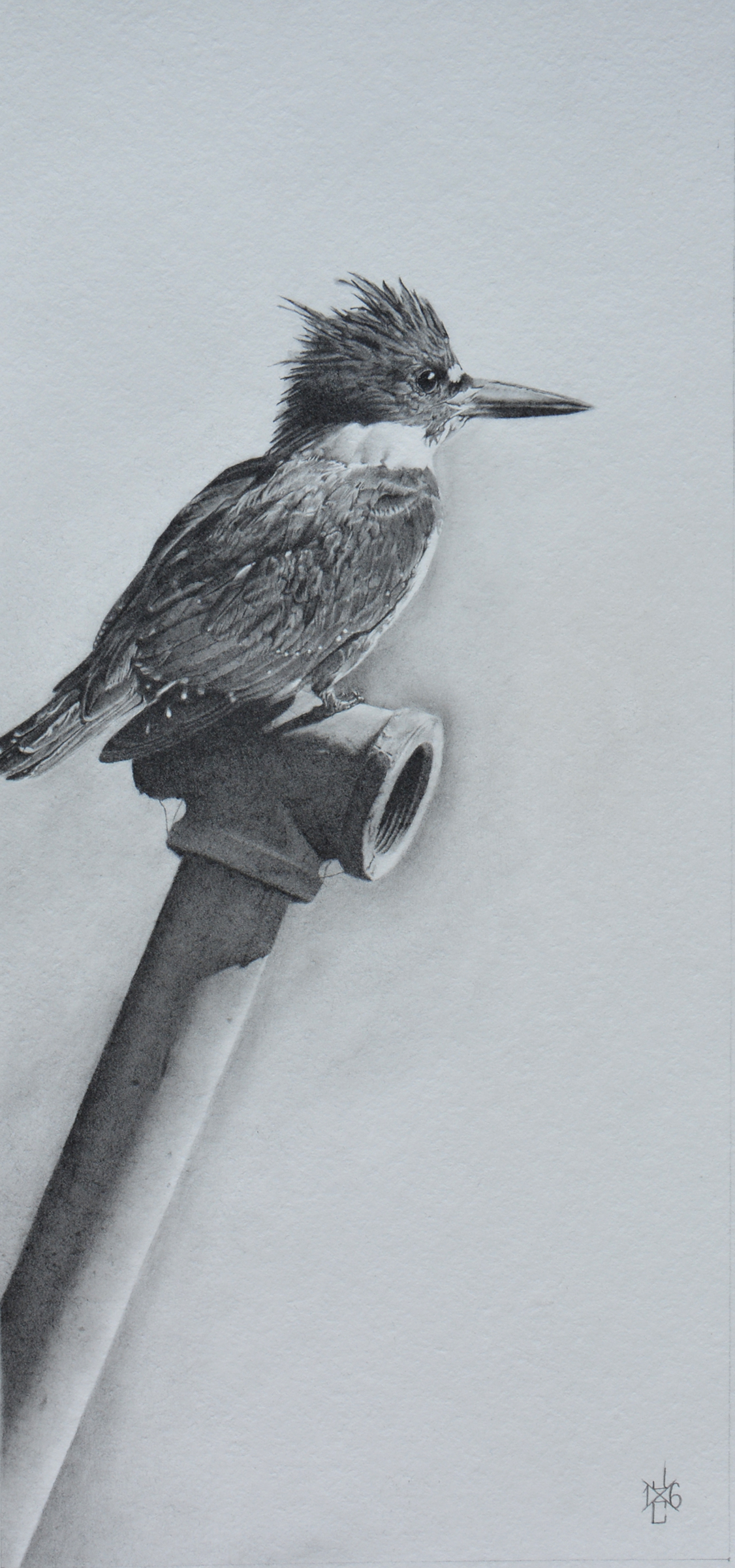 Belted Kingfisher #1