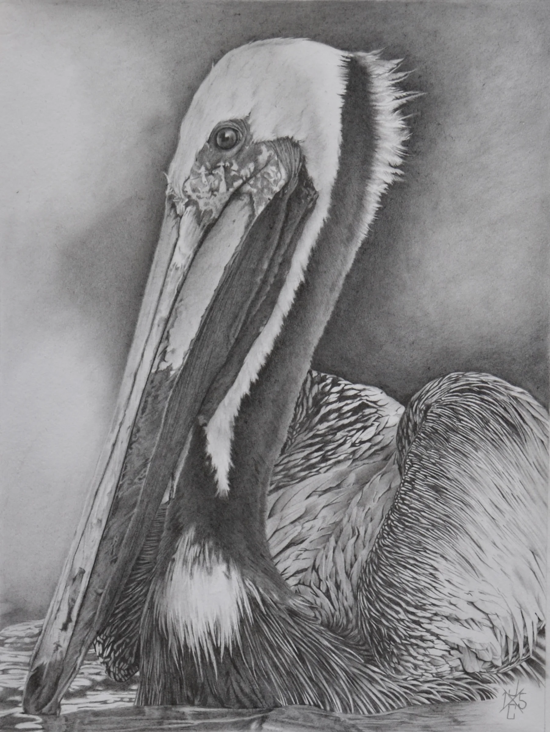 Brown Pelican #1