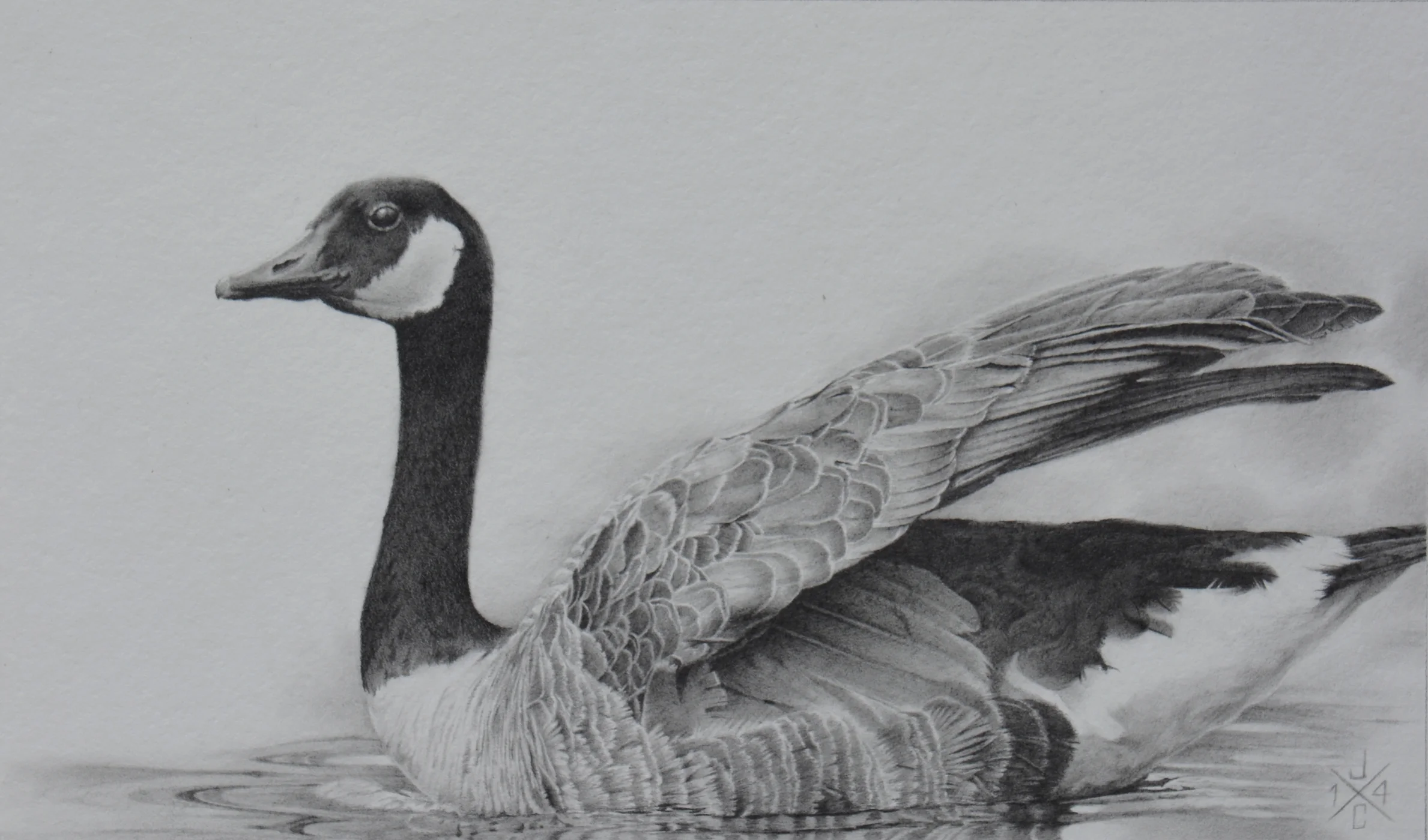 Canada Goose #1