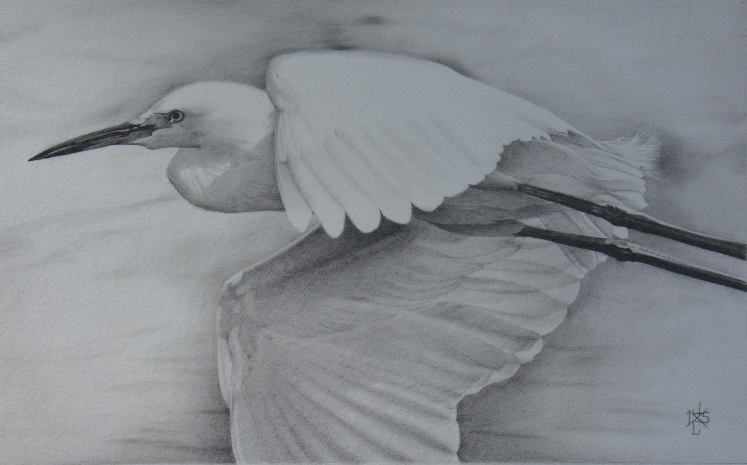 Snowy Egret #1