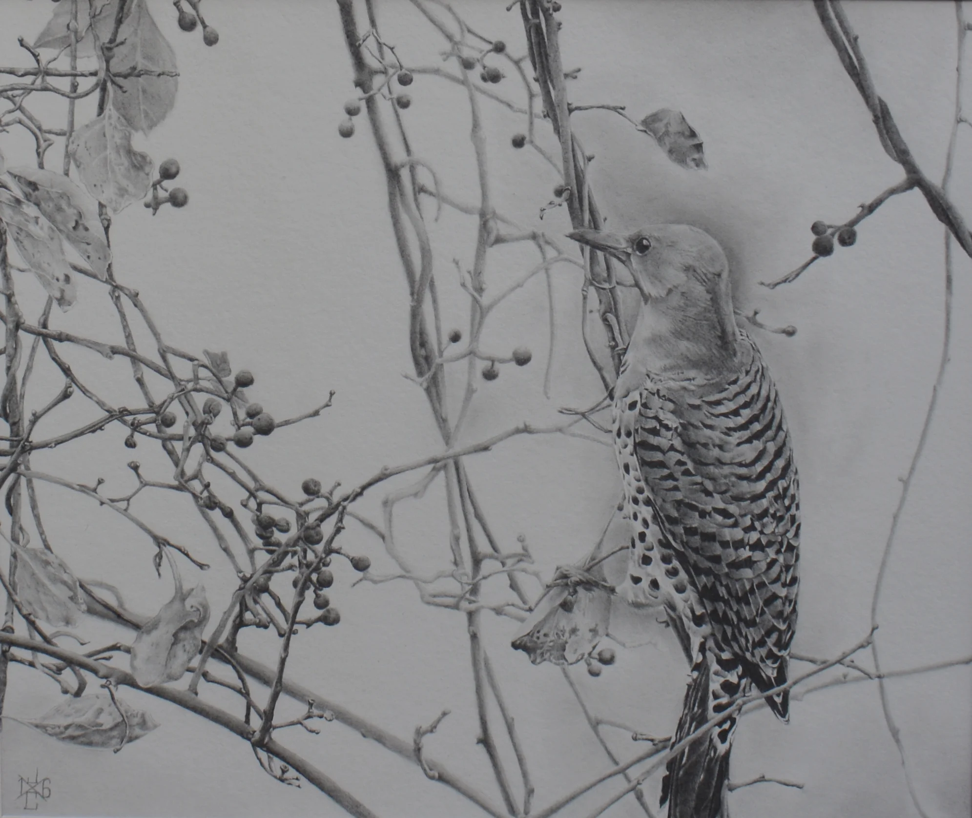 Northern Flicker #1
