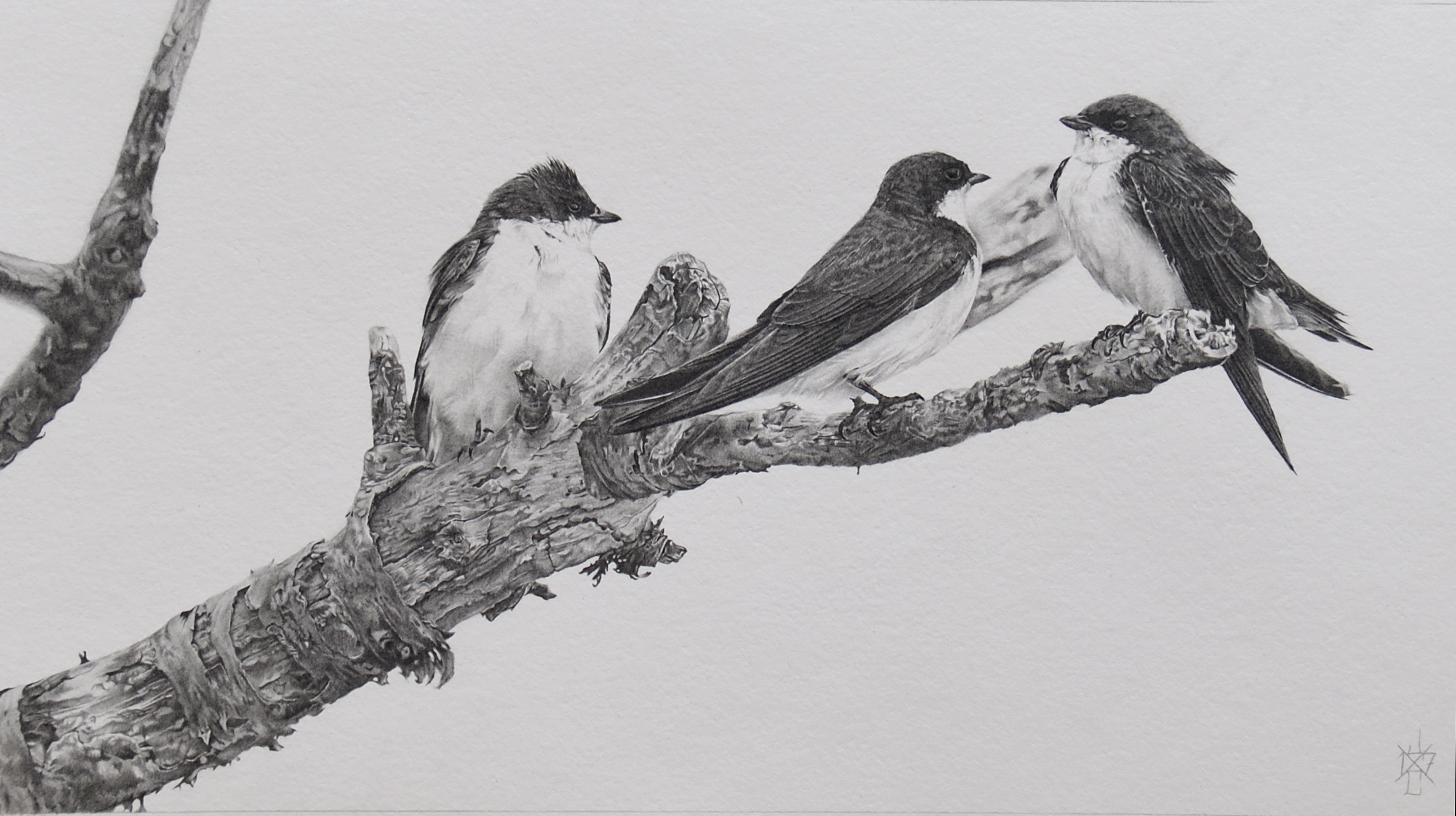 Tree Swallows #1