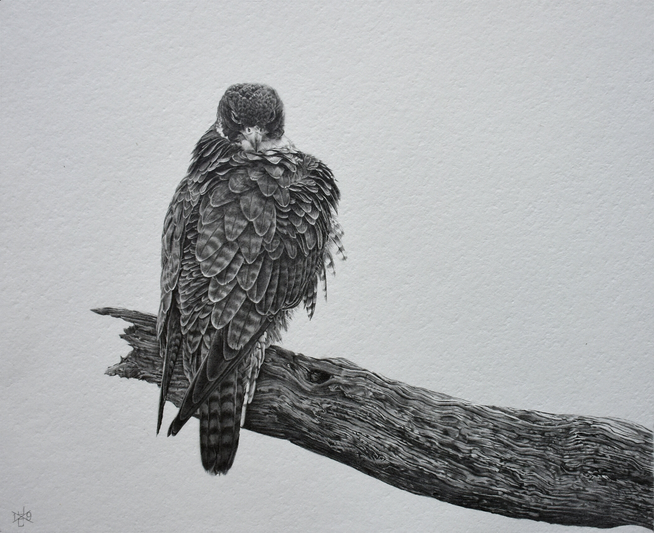 Peregrine Falcon #2