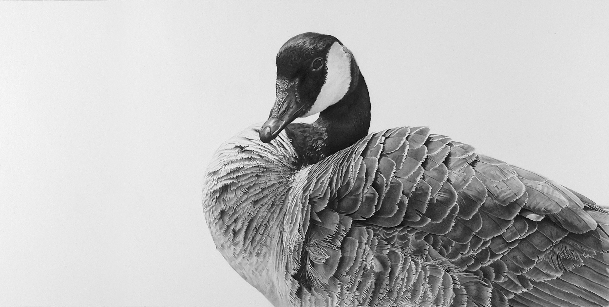 Canada Goose #2