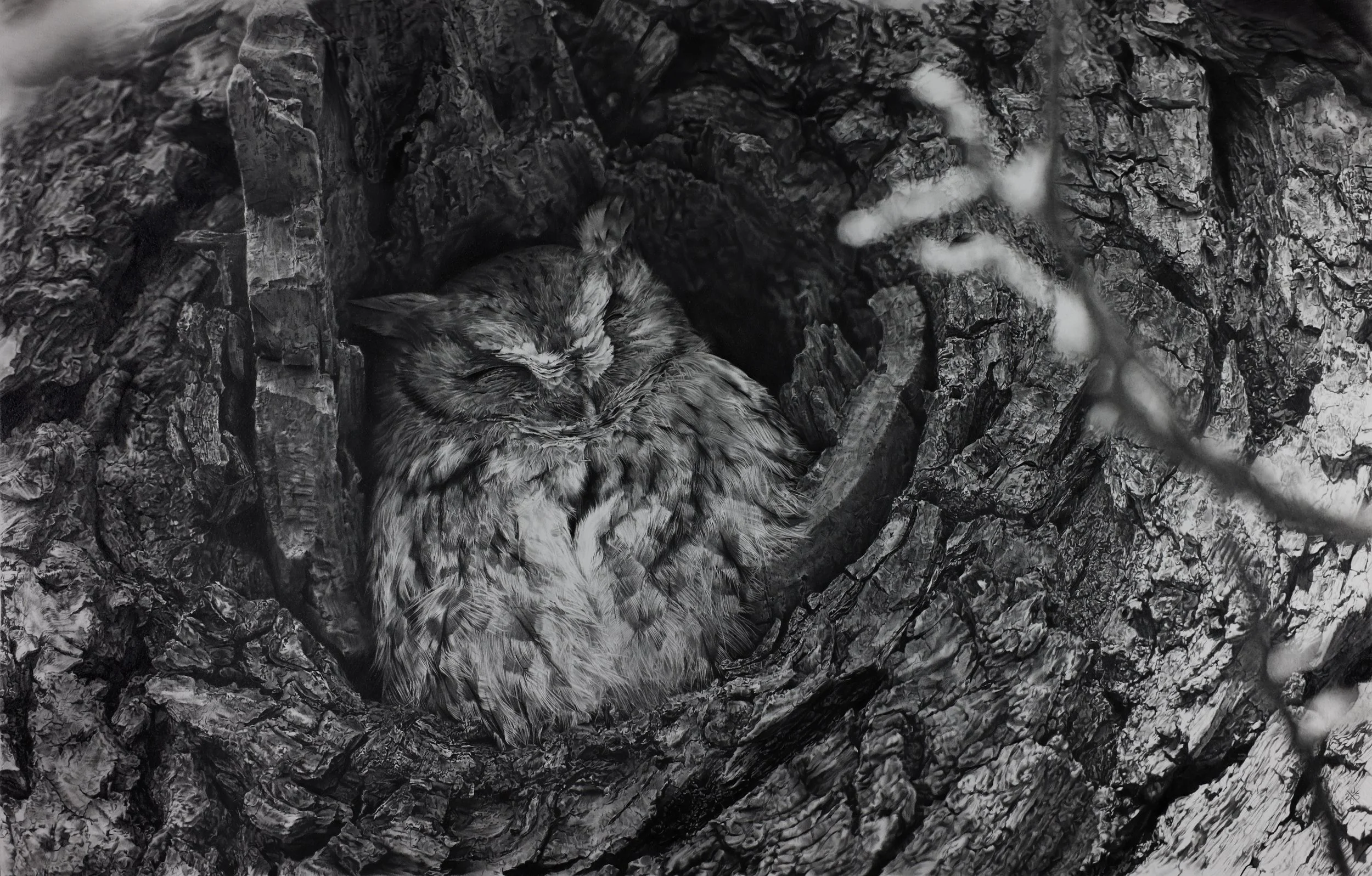 Eastern Screech Owl #1