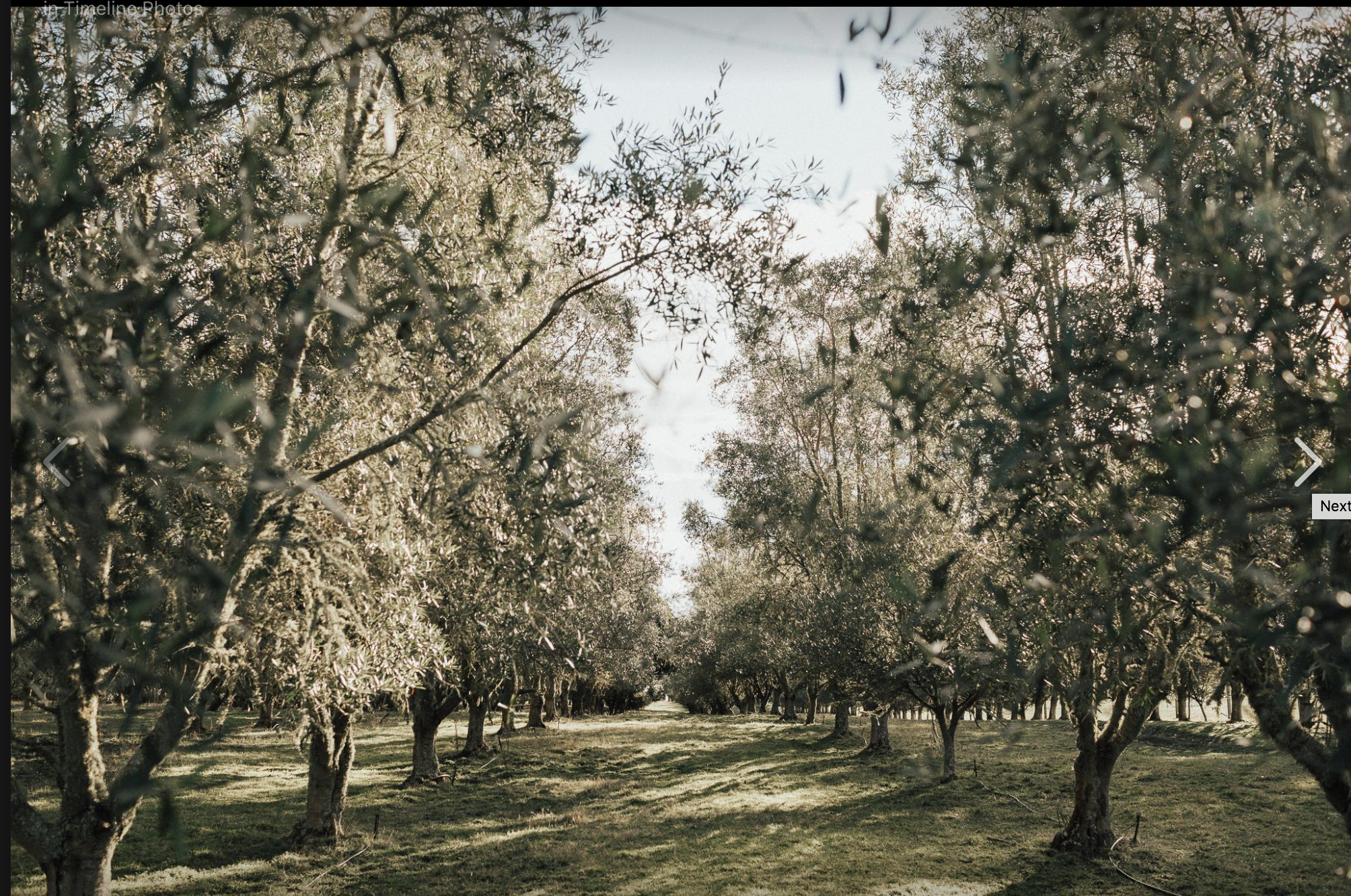 The Olive Grove
