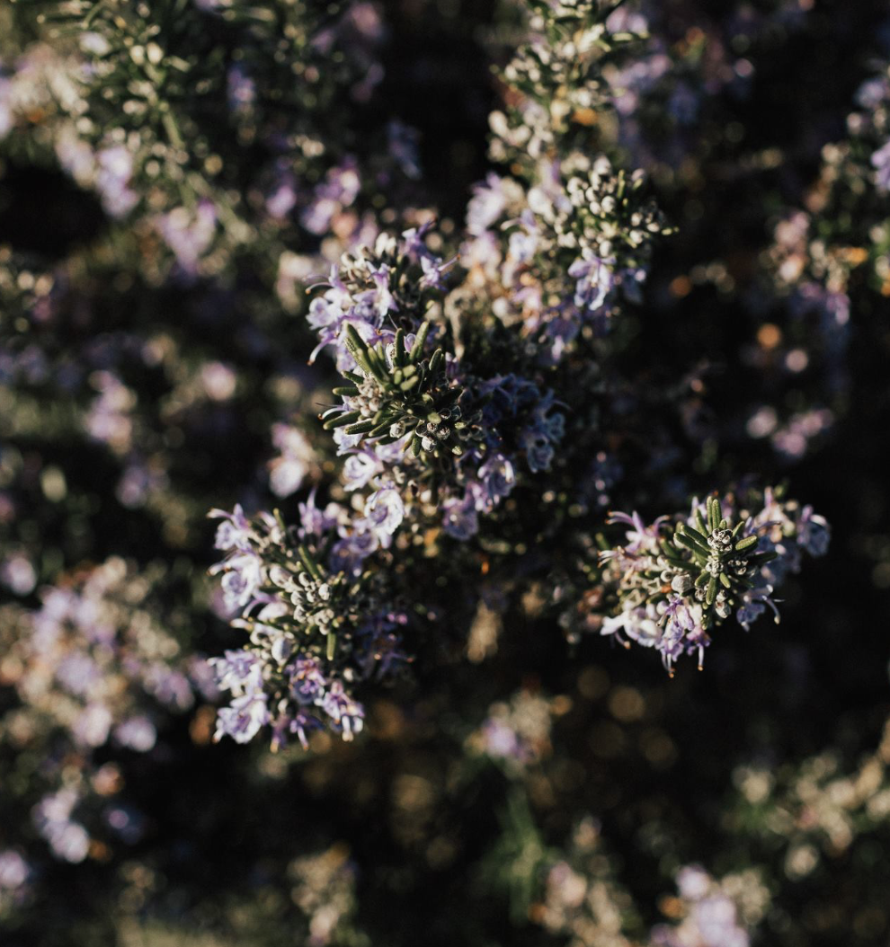 Spring in the herb garden!