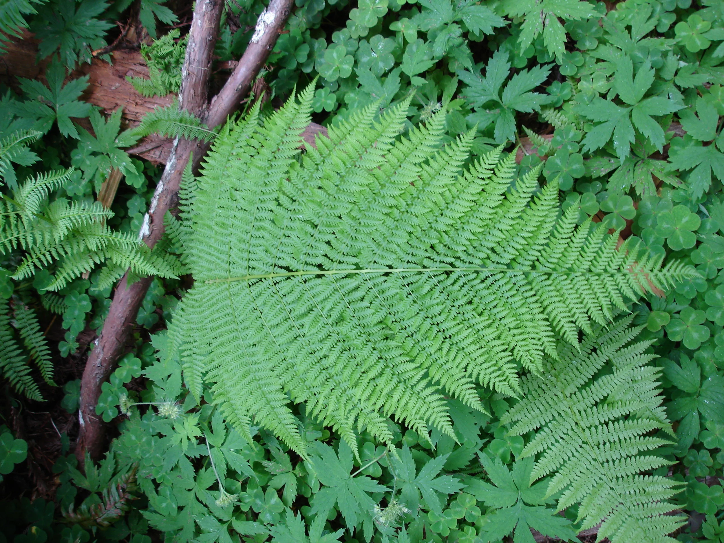 DSC01550.JPG