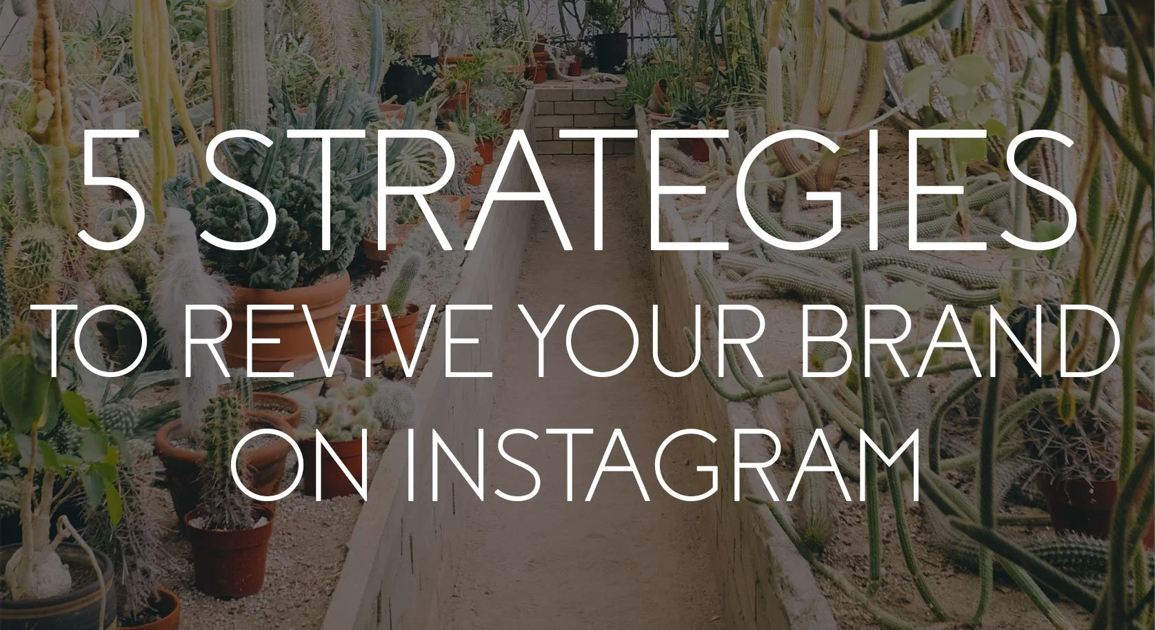 5 Strategies to Revive Your Brand on Instagram
