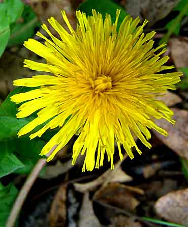 Did you know that sunny happy Dandelion is a great blood purifier? Plus it's delicious too! :-) 